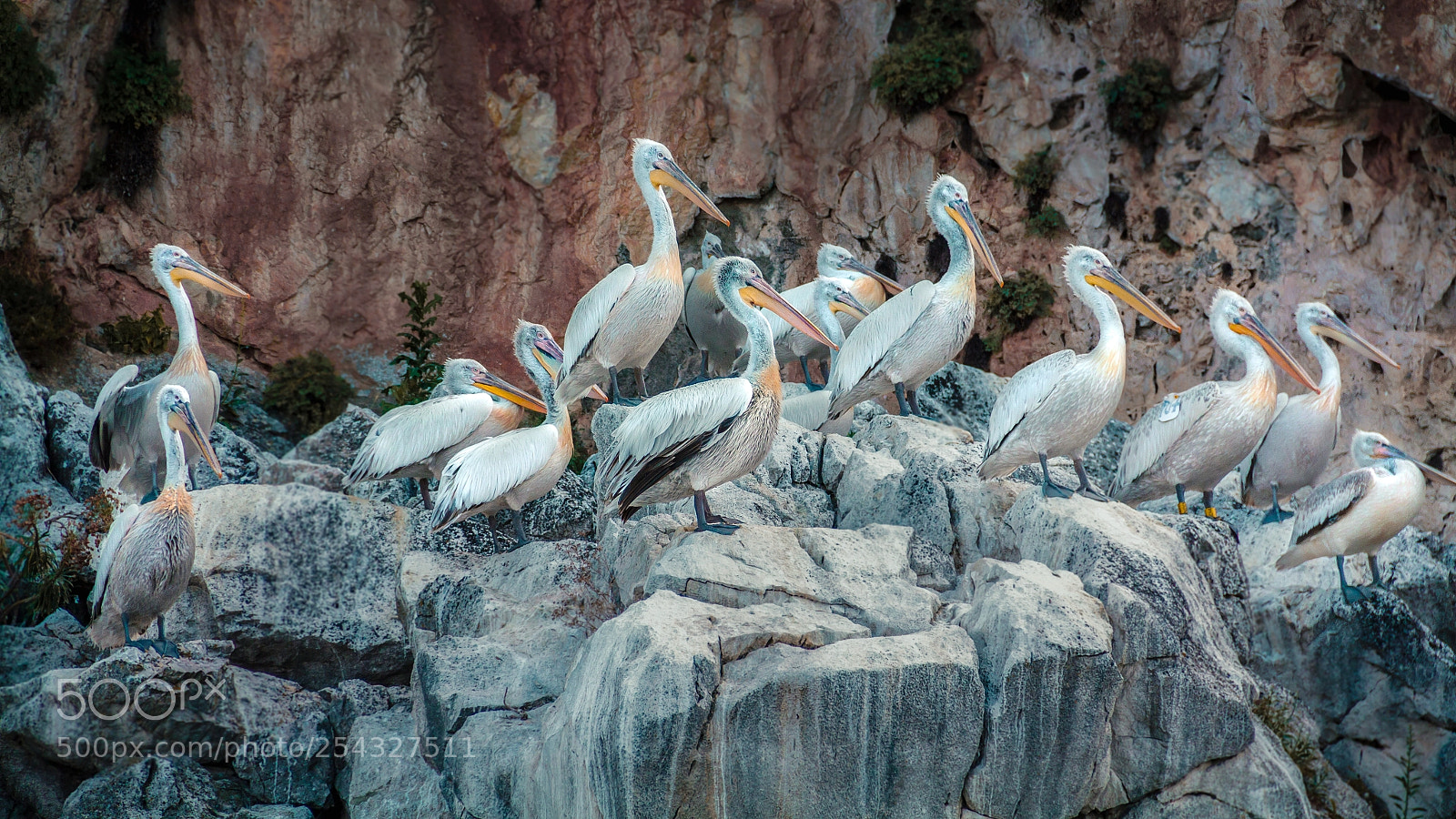 Canon EOS 60D sample photo. Pelicans golem grad prespa photography