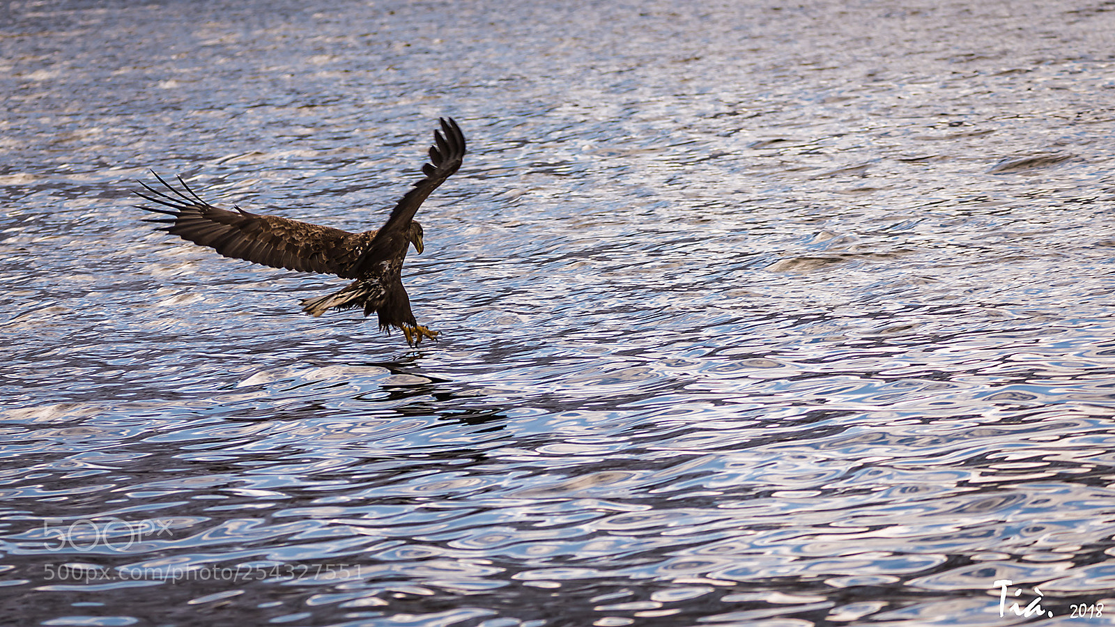 Nikon D810 sample photo. Eagle photography