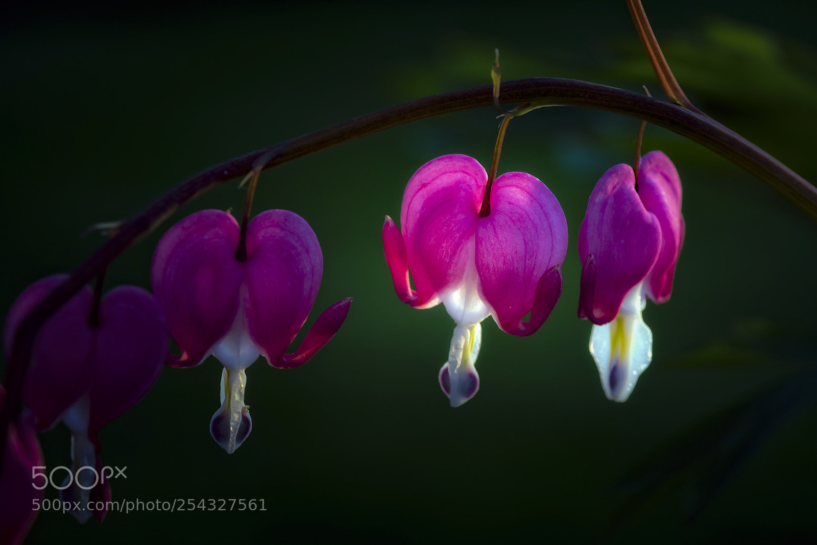Nikon D810 sample photo. Bleeding heart photography
