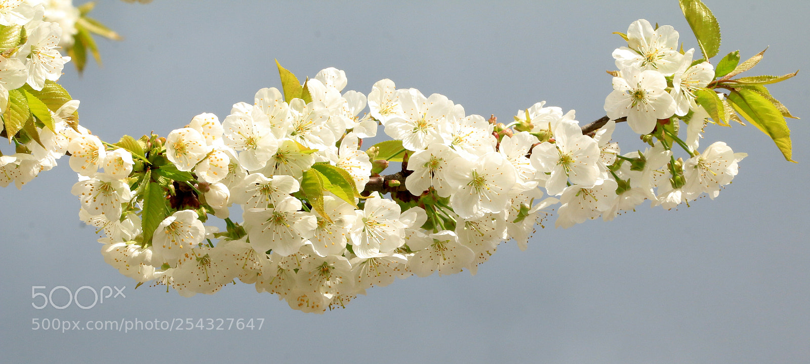 Canon EOS 70D sample photo. Cherry blossom photography