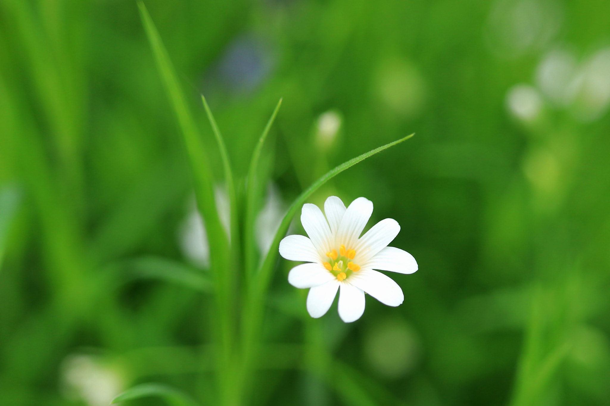 Canon EF-S 24mm F2.8 STM sample photo. Fleurs des bois photography