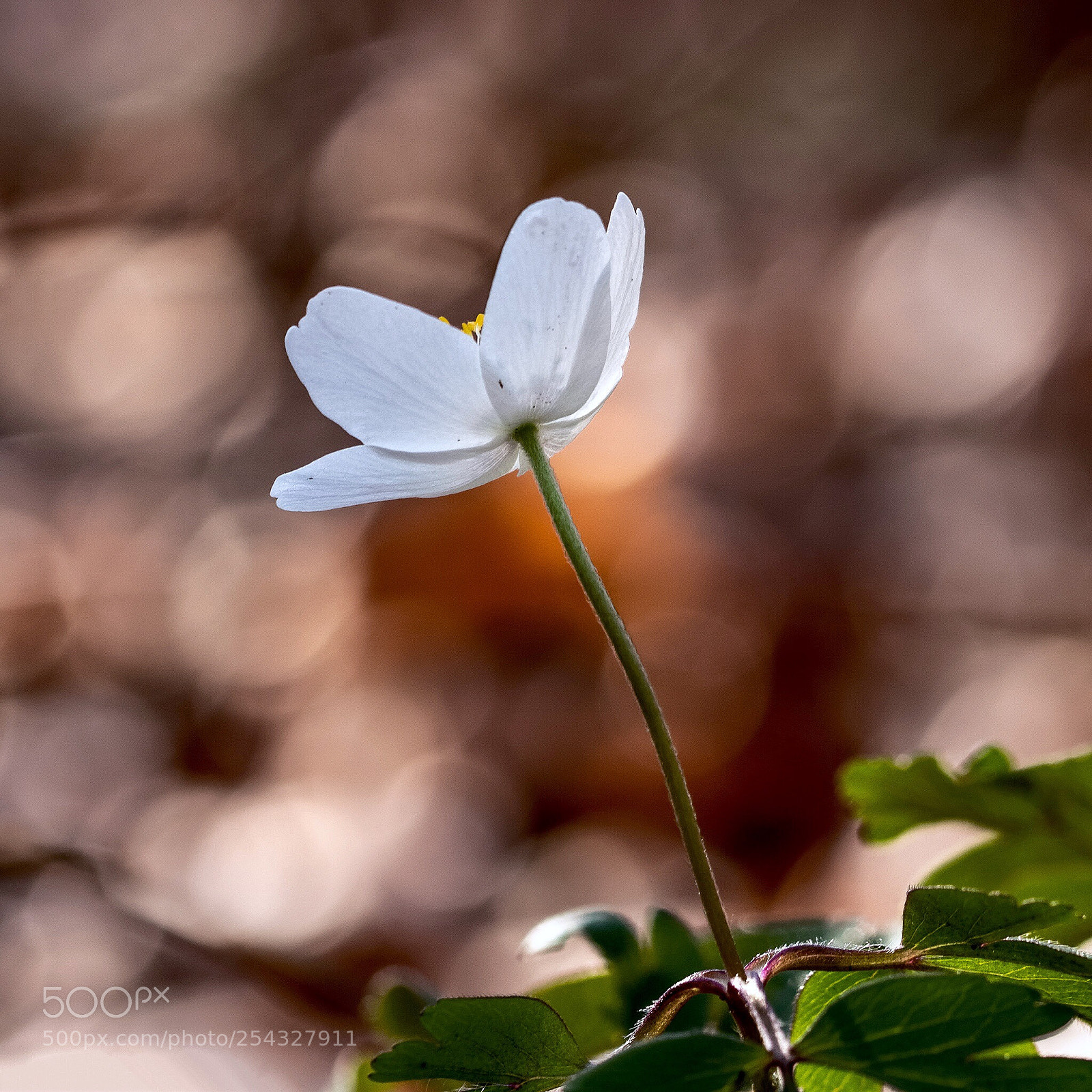 Canon EOS 7D Mark II sample photo. Flower photography