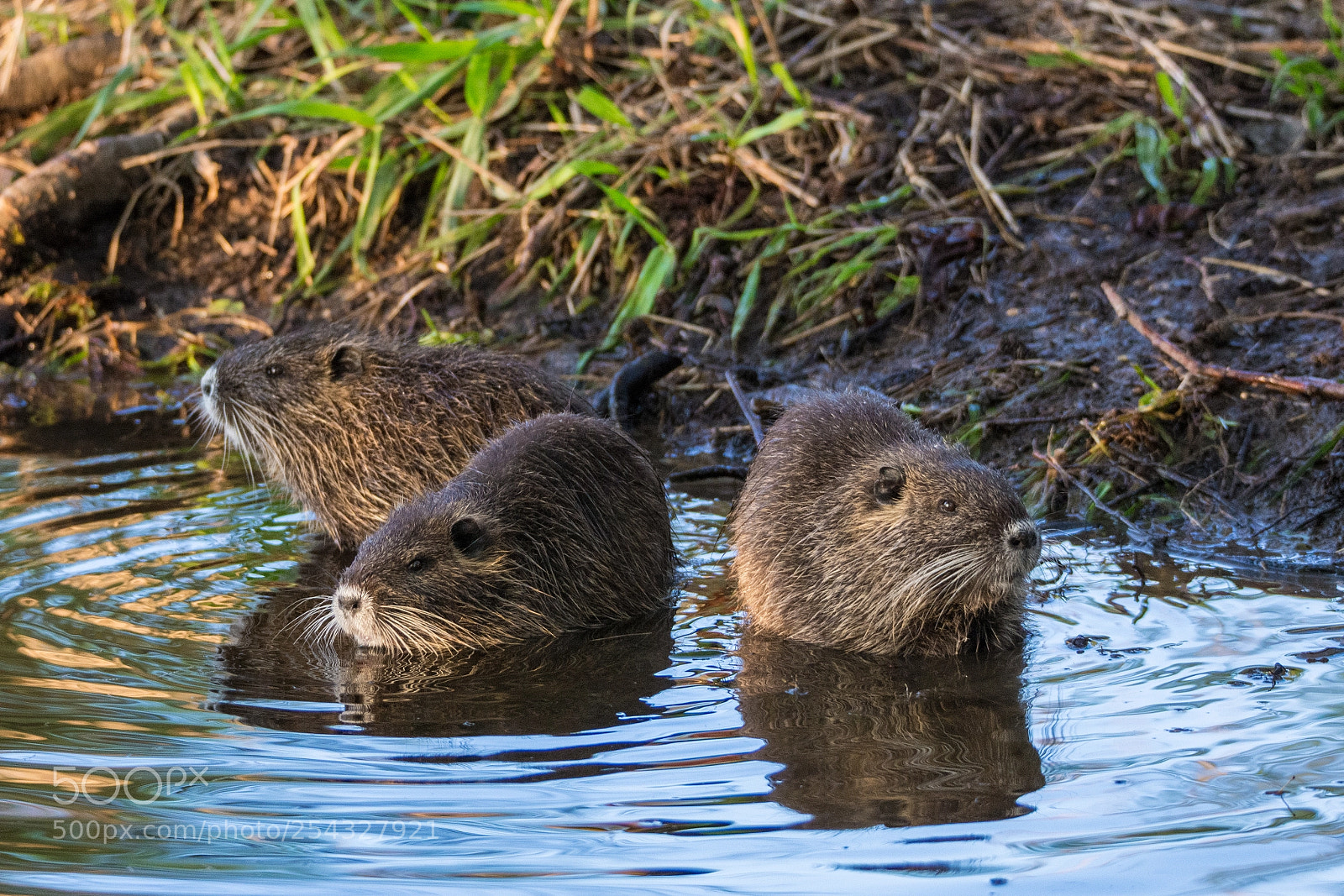 Nikon D7200 sample photo. Young nutrias bathing in photography