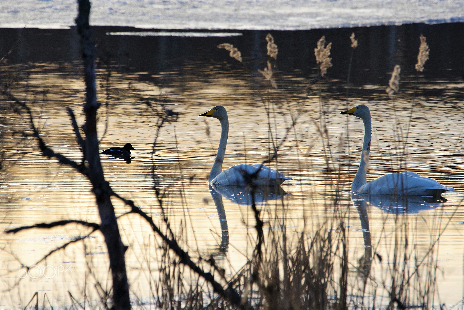 Sigma 120-400mm F4.5-5.6 DG OS HSM sample photo. Springtime photography