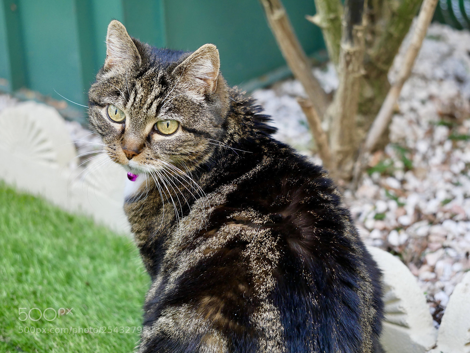 Panasonic Lumix DMC-G85 (Lumix DMC-G80) sample photo. My cat photography