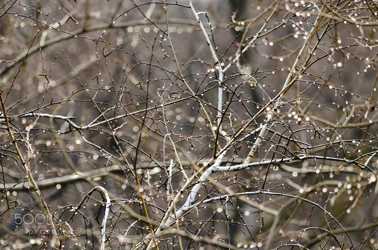 Nikon D5100 sample photo. Первый дождь photography