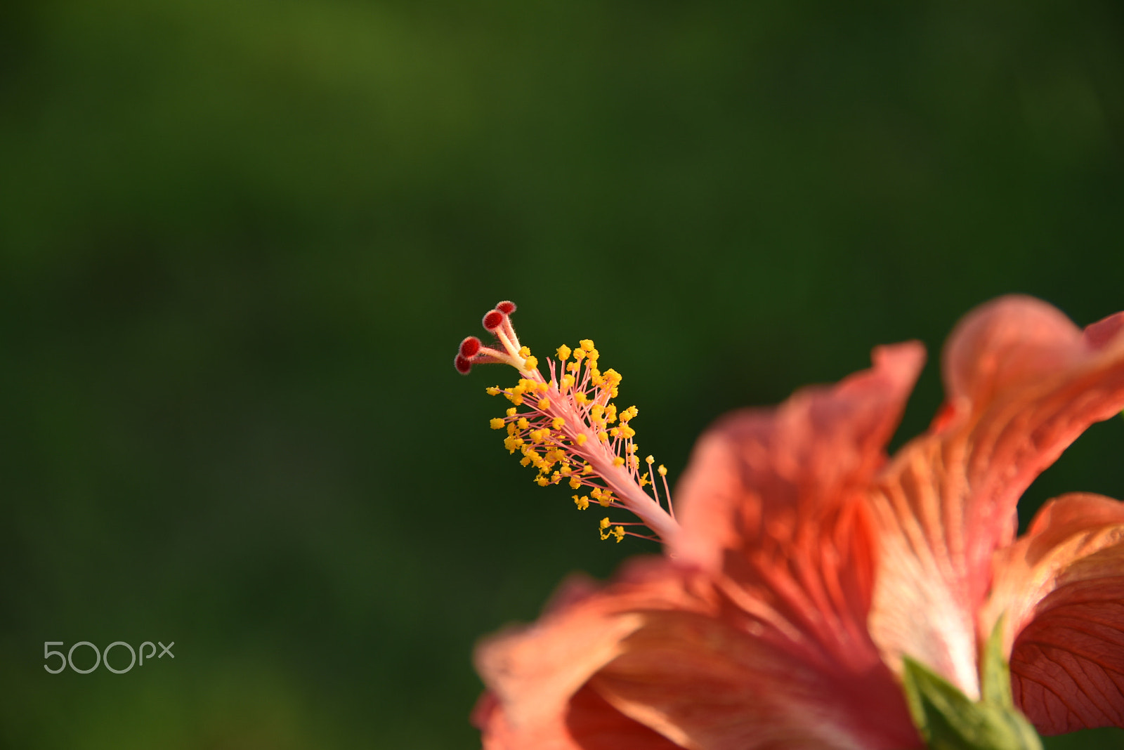 Nikon D7200 sample photo. More than a friend photography