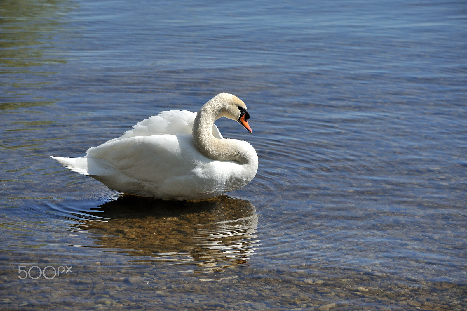 Nikon D3 + Sigma 150-600mm F5-6.3 DG OS HSM | C sample photo. Mute swan photography