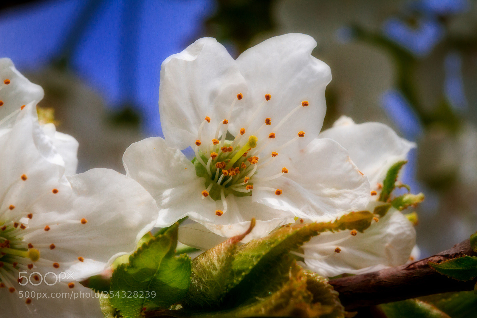 Canon EOS 7D sample photo. Cherry blossom photography