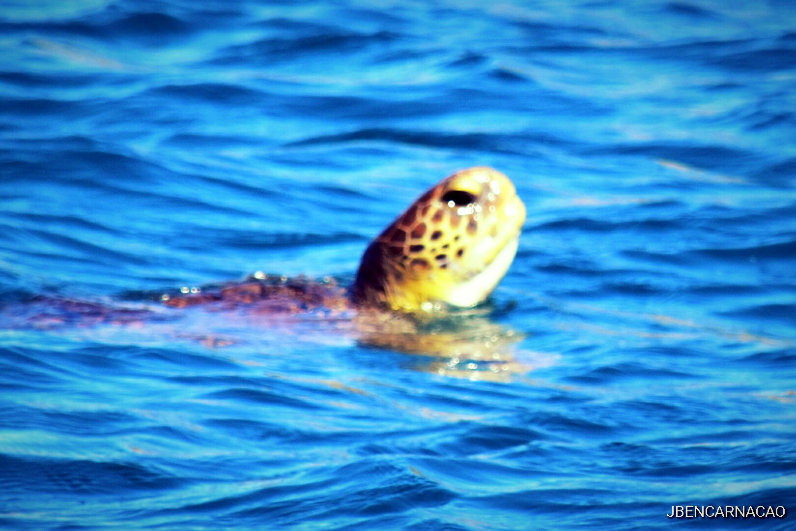 Nikon D5600 sample photo. Turtle photography