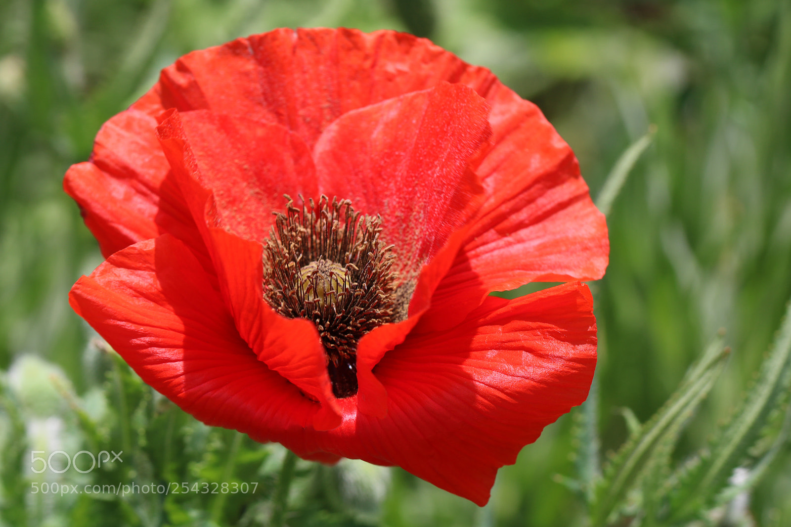 Canon EOS 750D (EOS Rebel T6i / EOS Kiss X8i) sample photo. Poppy 3541 photography