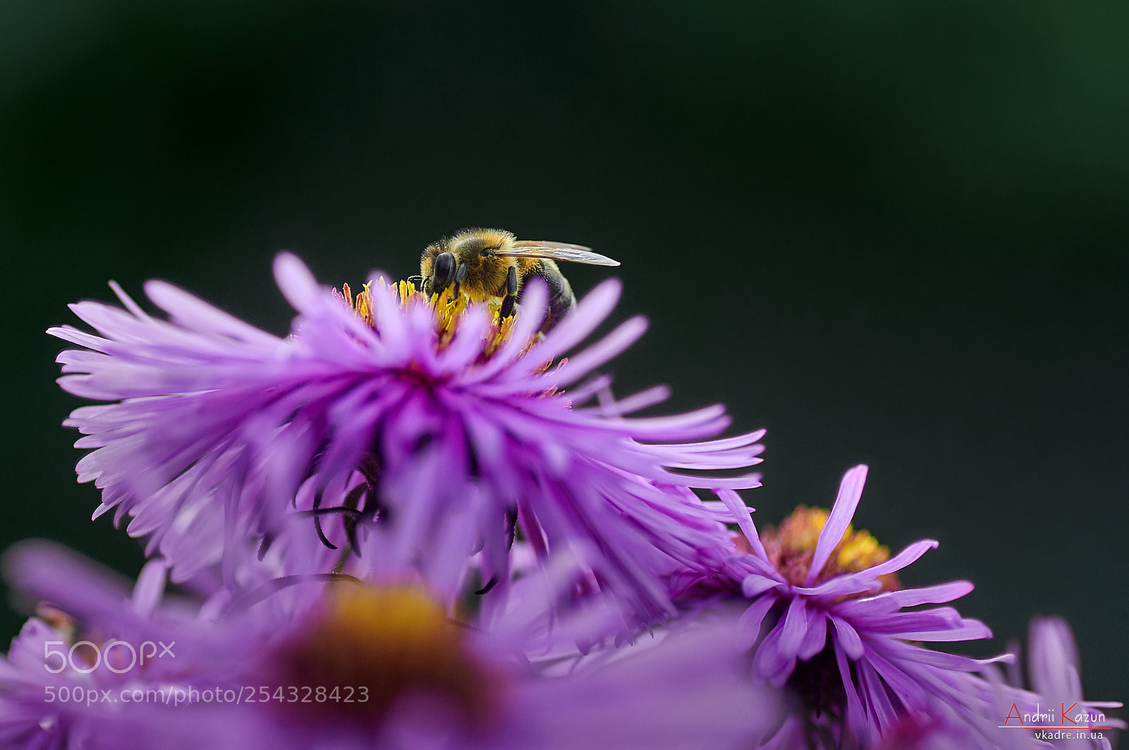Nikon D300 sample photo. Bee on purple flower photography
