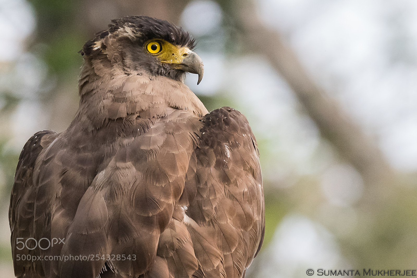 Nikon D810 sample photo. Don''t mess with me photography