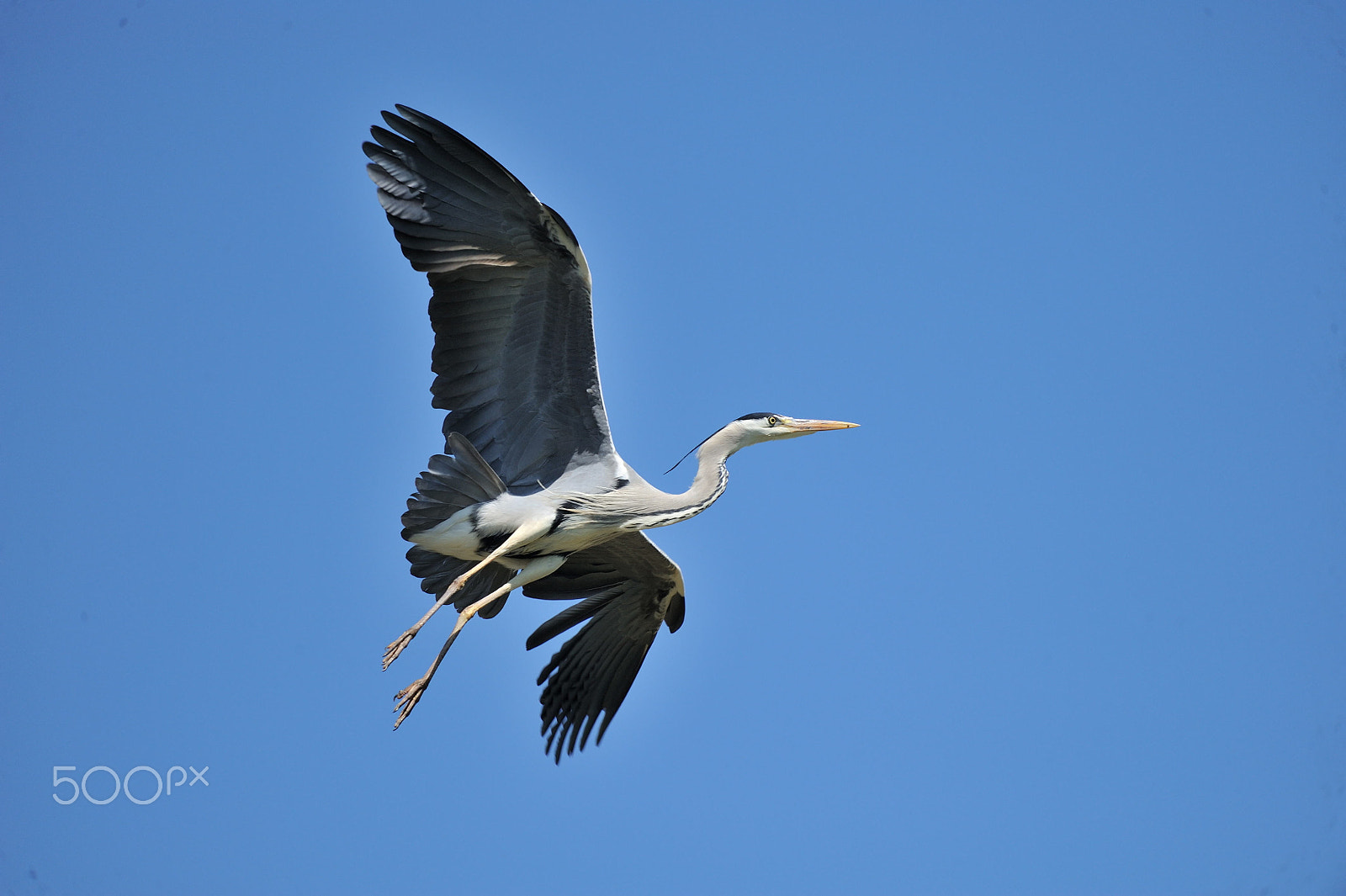 Nikon D3 sample photo. Grey heron photography