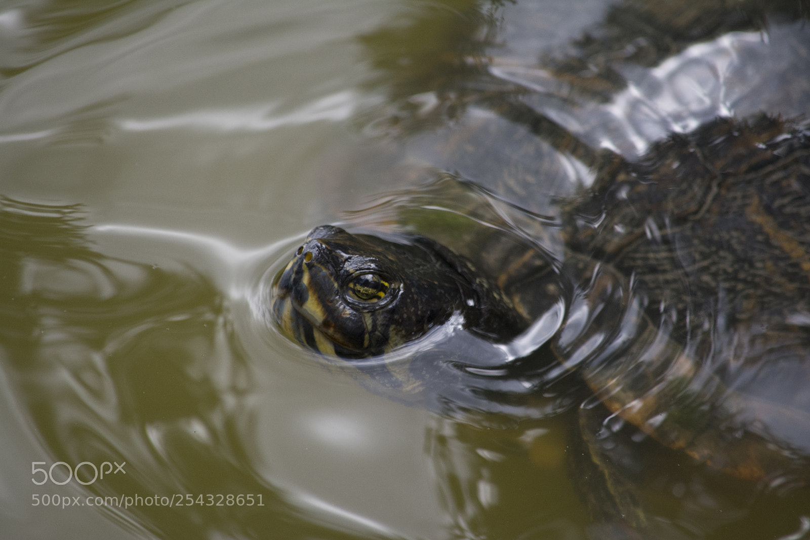 Nikon D7100 sample photo. Slider photography