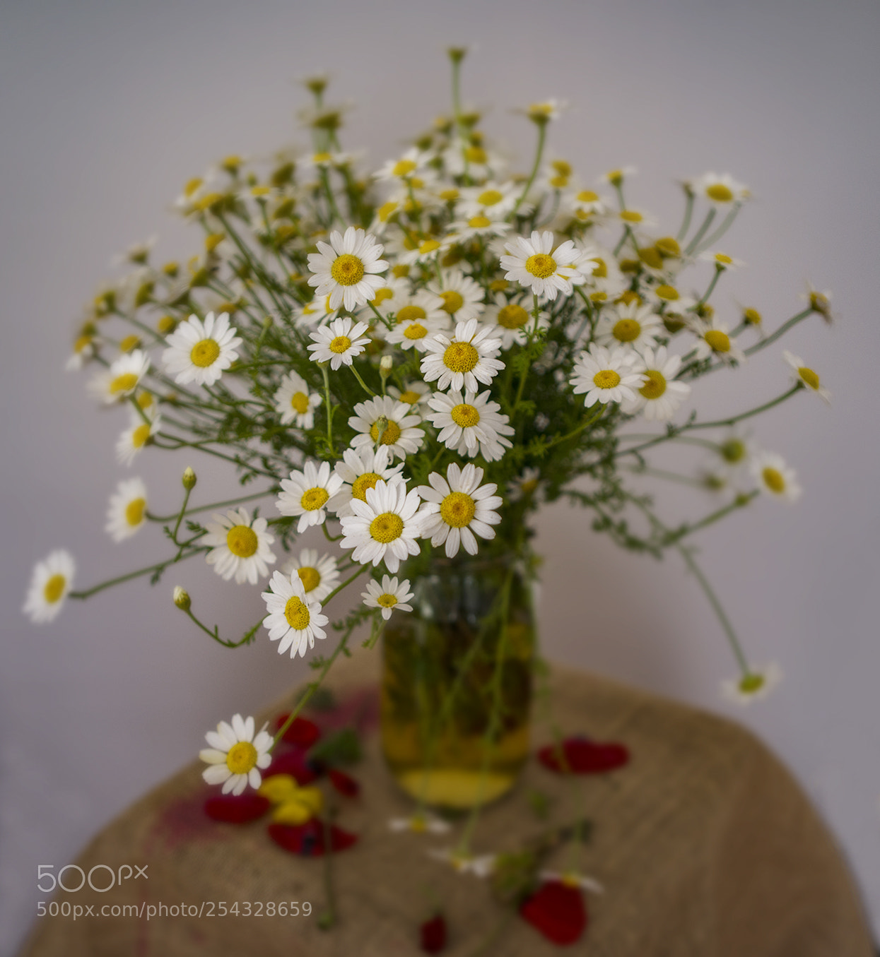 Nikon D610 sample photo. My daisy photography
