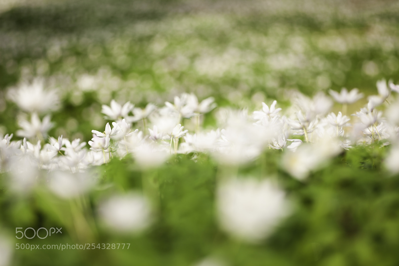 Canon EOS 5D Mark II sample photo. Anemone waves photography