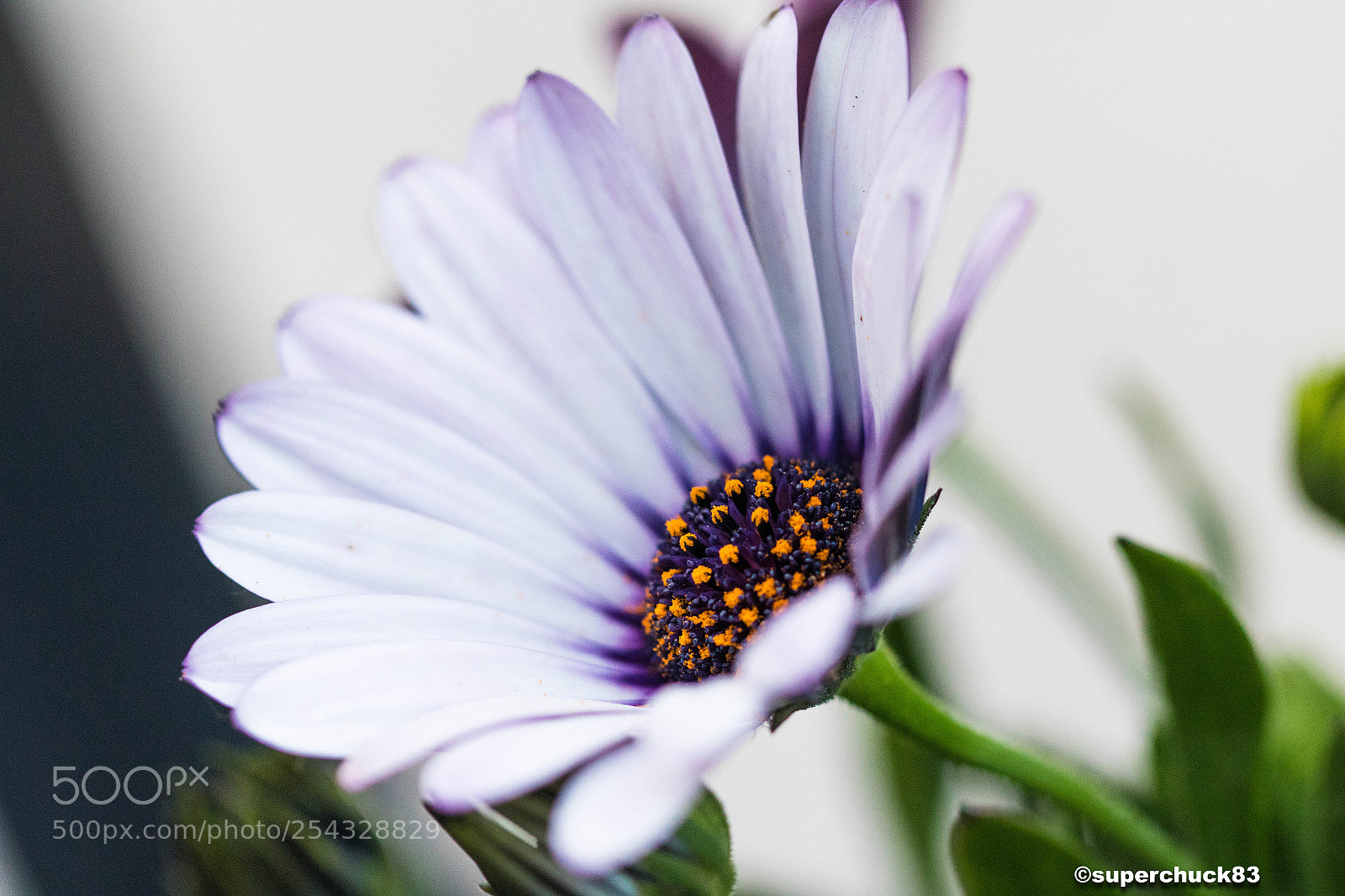 Canon EOS 7D Mark II sample photo. Flower macro photography