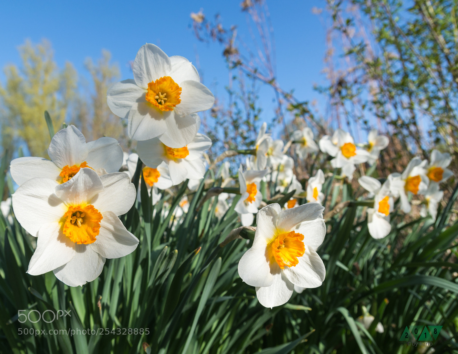 Nikon D7200 sample photo. Frühlingswiese photography