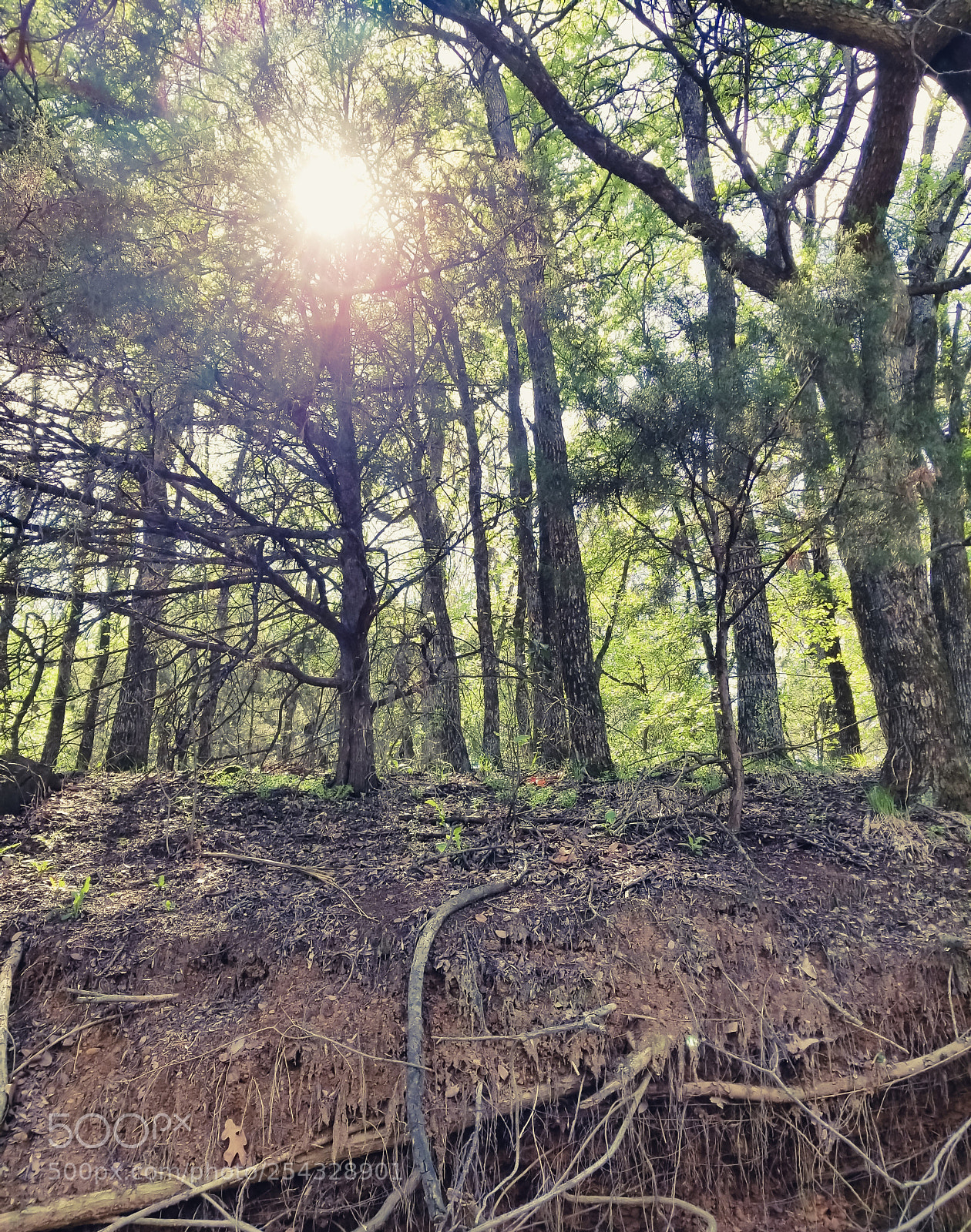 Samsung Galaxy S8 sample photo. Get lost photography