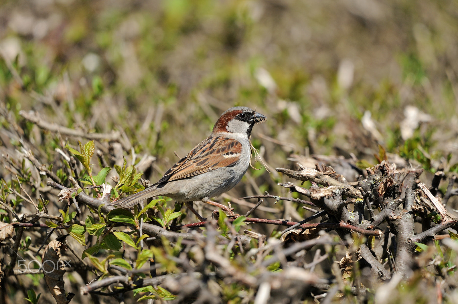 Nikon D3 + Sigma 150-600mm F5-6.3 DG OS HSM | C sample photo. House sparrow photography