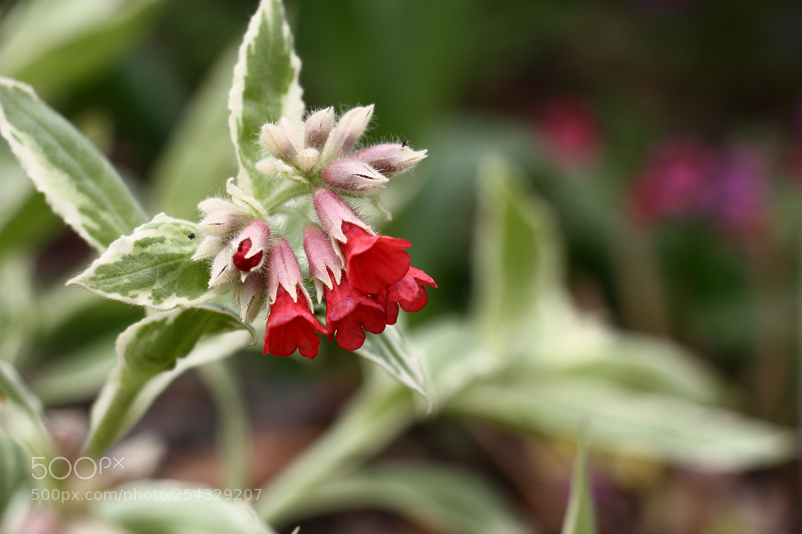 Canon EOS 450D (EOS Rebel XSi / EOS Kiss X2) sample photo. Red flowers of a photography