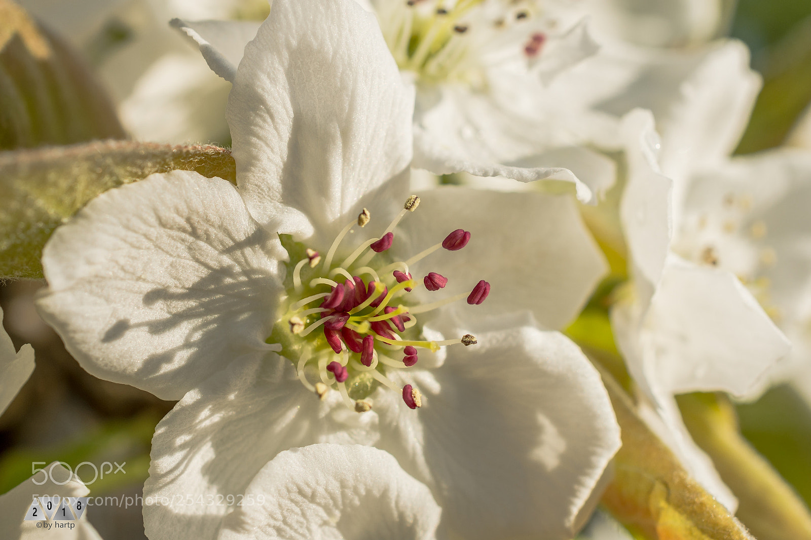 Nikon D7200 sample photo. Birne photography