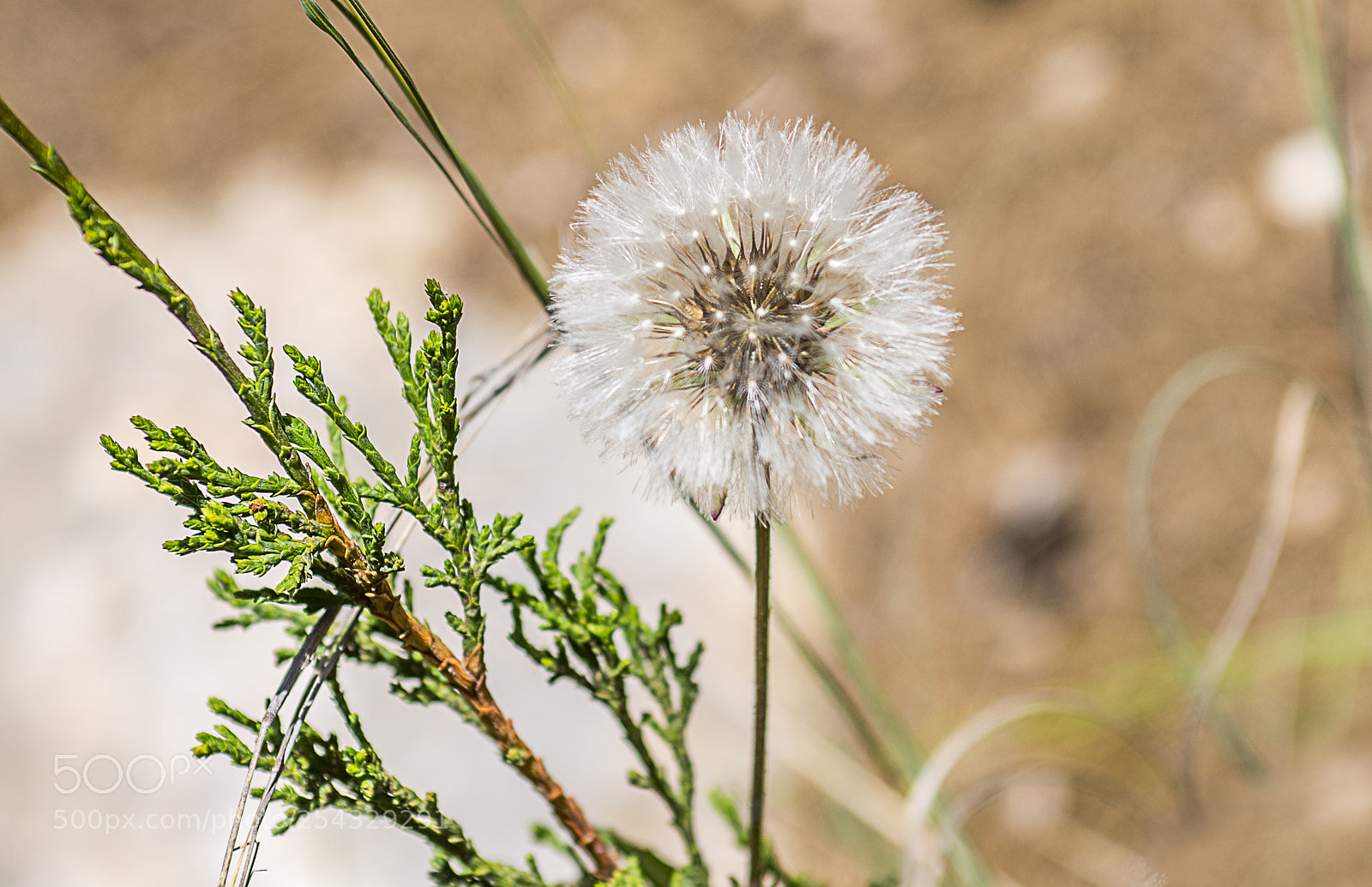 Nikon D600 sample photo. A day in the photography
