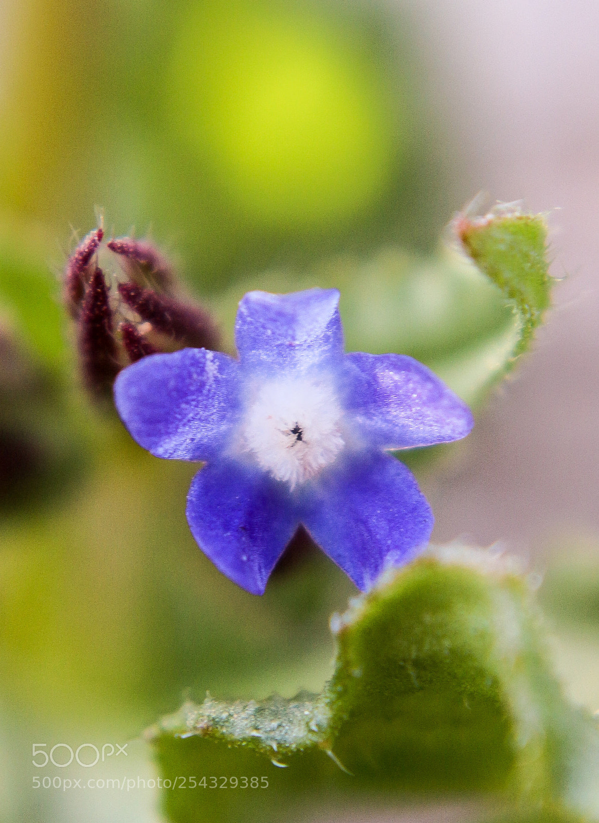 Canon EOS 700D (EOS Rebel T5i / EOS Kiss X7i) sample photo. Nice flower photography