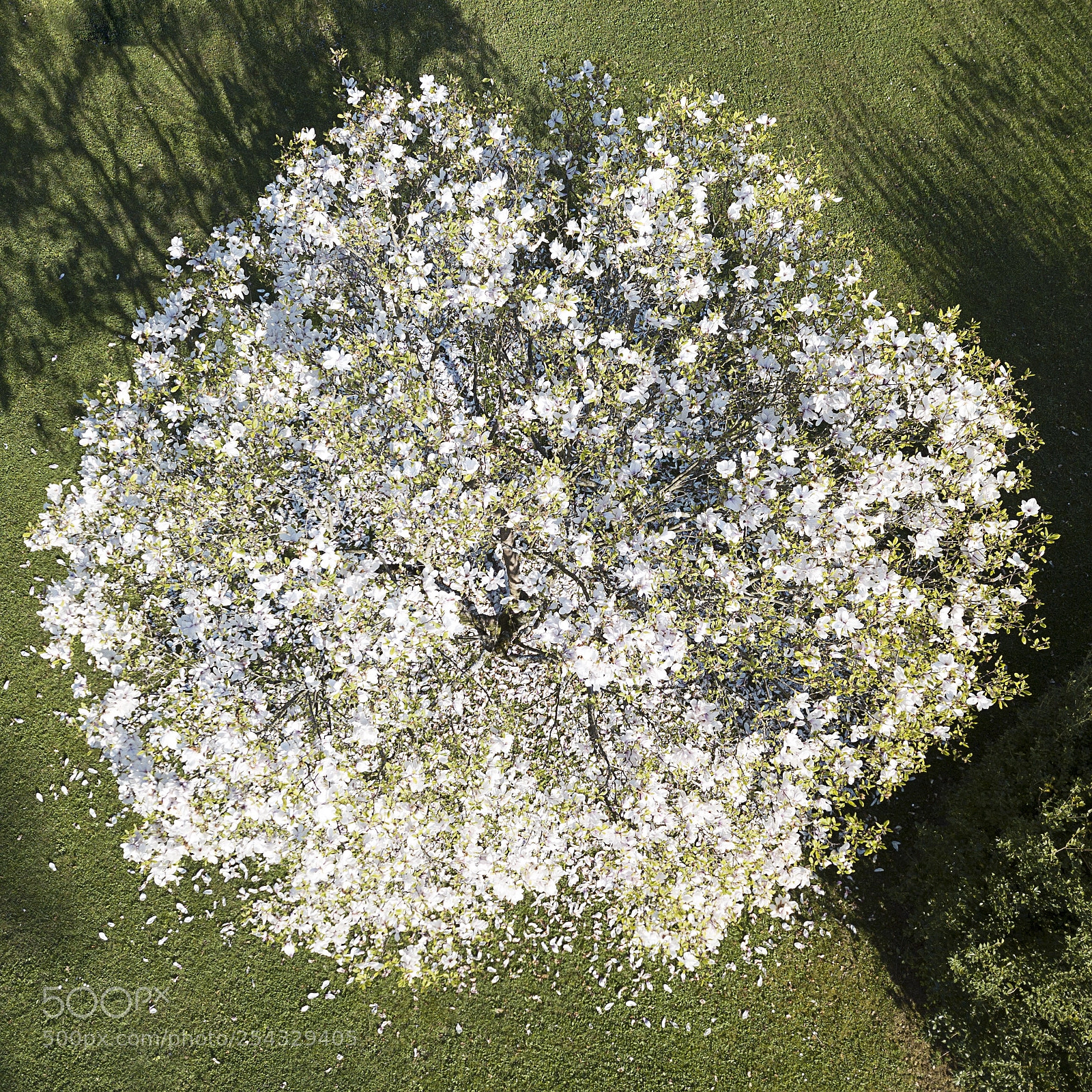 DJI FC220 sample photo. Snow spring photography