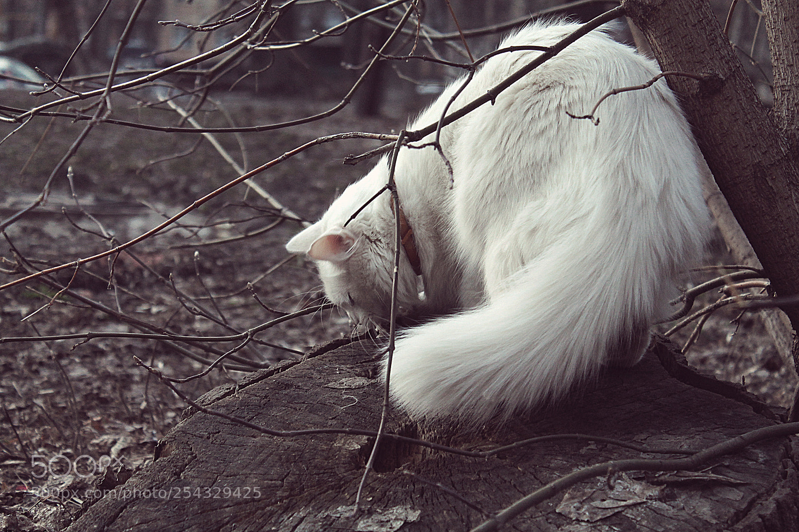 Canon EOS 1100D (EOS Rebel T3 / EOS Kiss X50) sample photo. White cat photography
