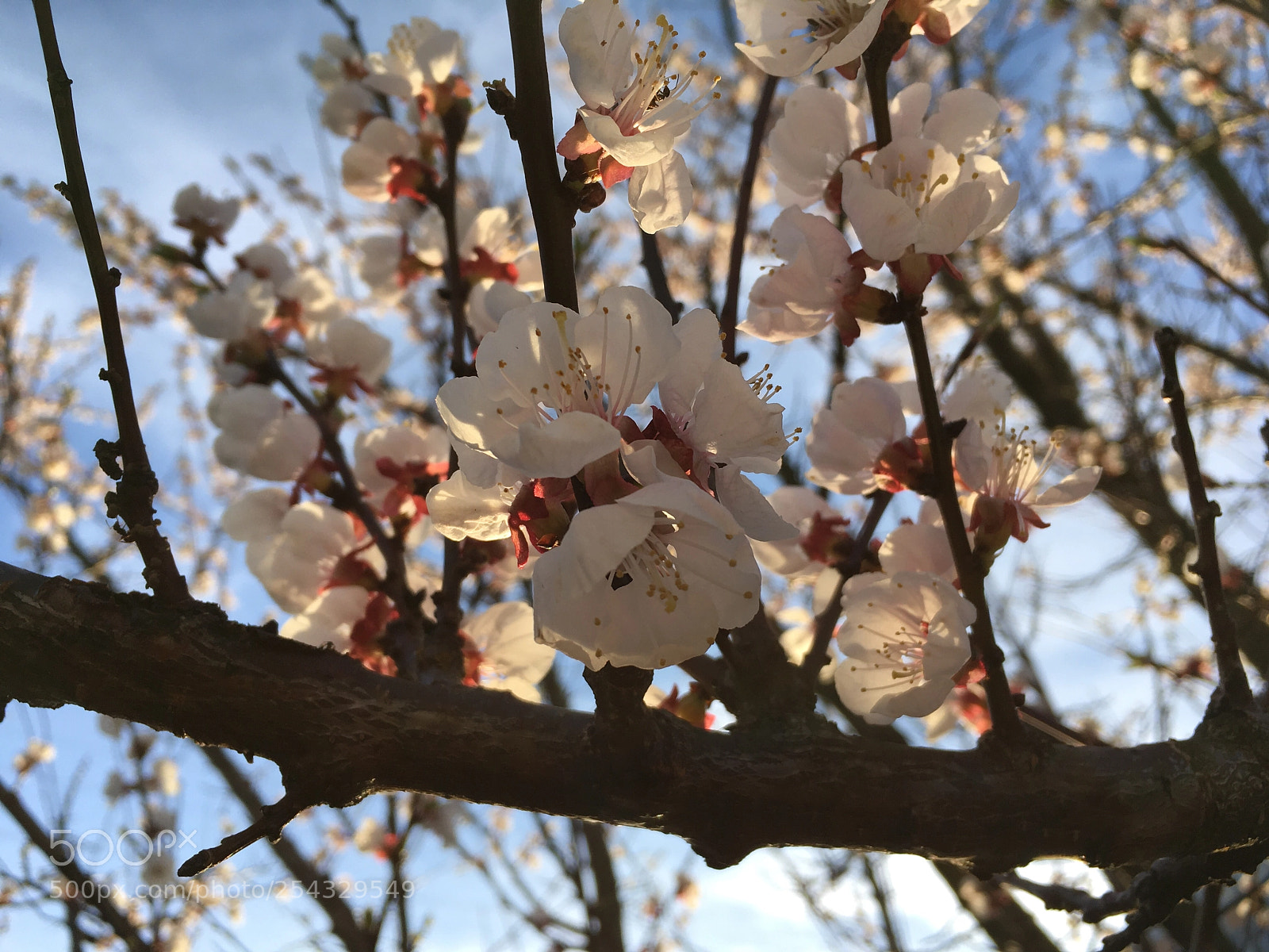 Apple iPhone SE sample photo. Fruit-bearing plant photography