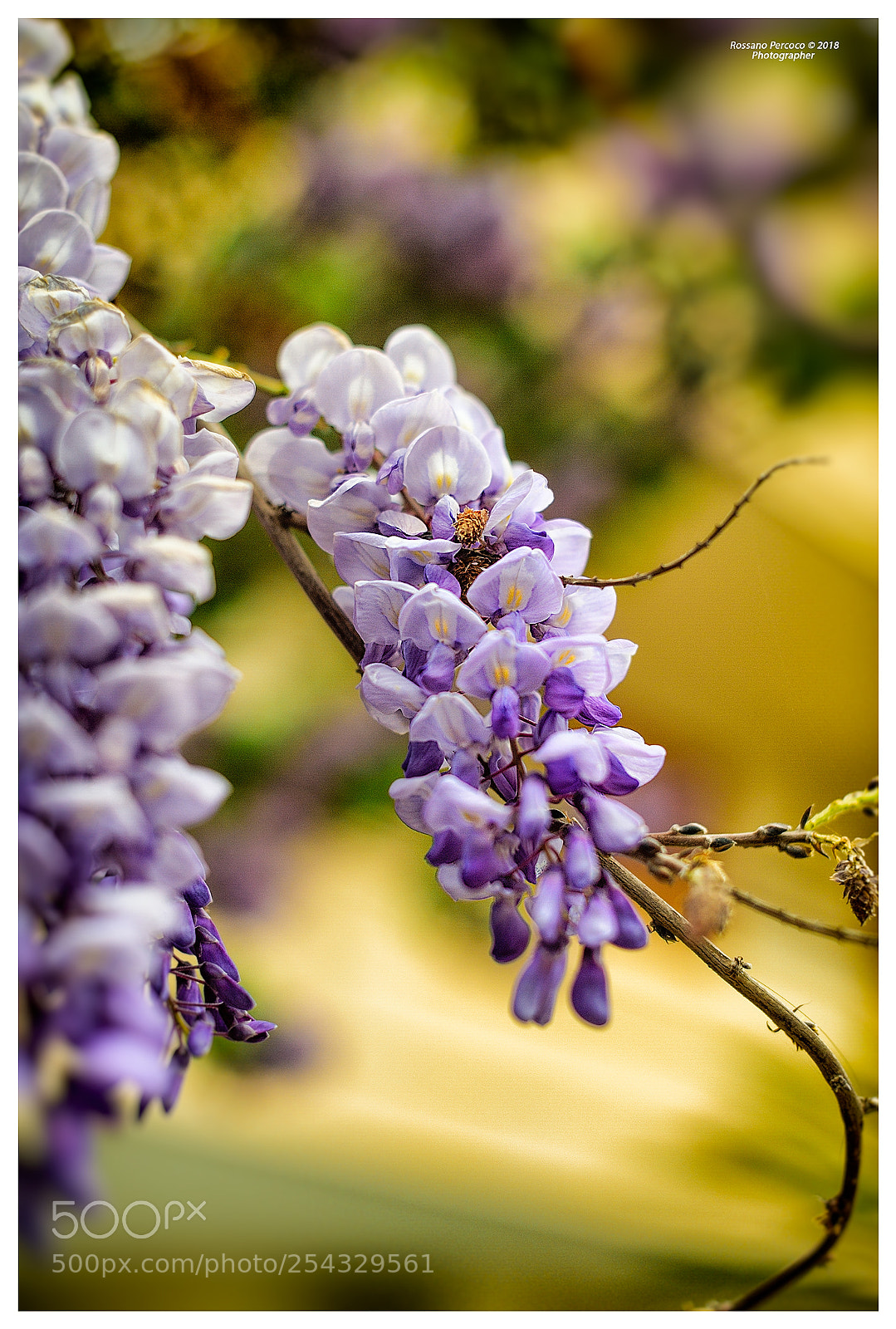 Nikon D700 sample photo. In un mondo senza photography