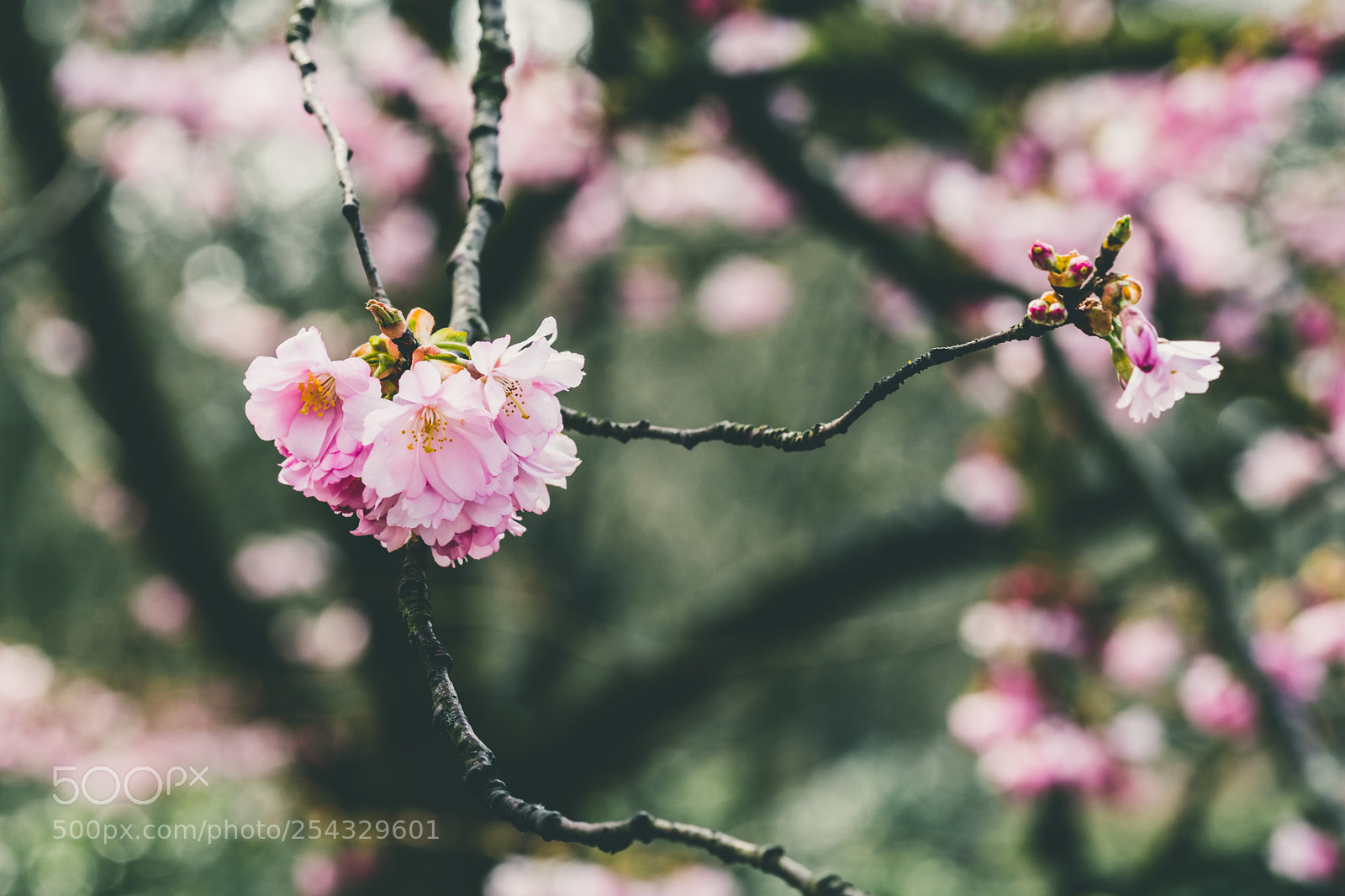 Sony a6300 sample photo. Never stop taking risks photography