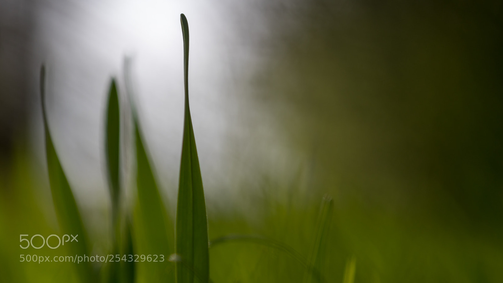 Canon EOS 80D sample photo. Fading | verblassend photography