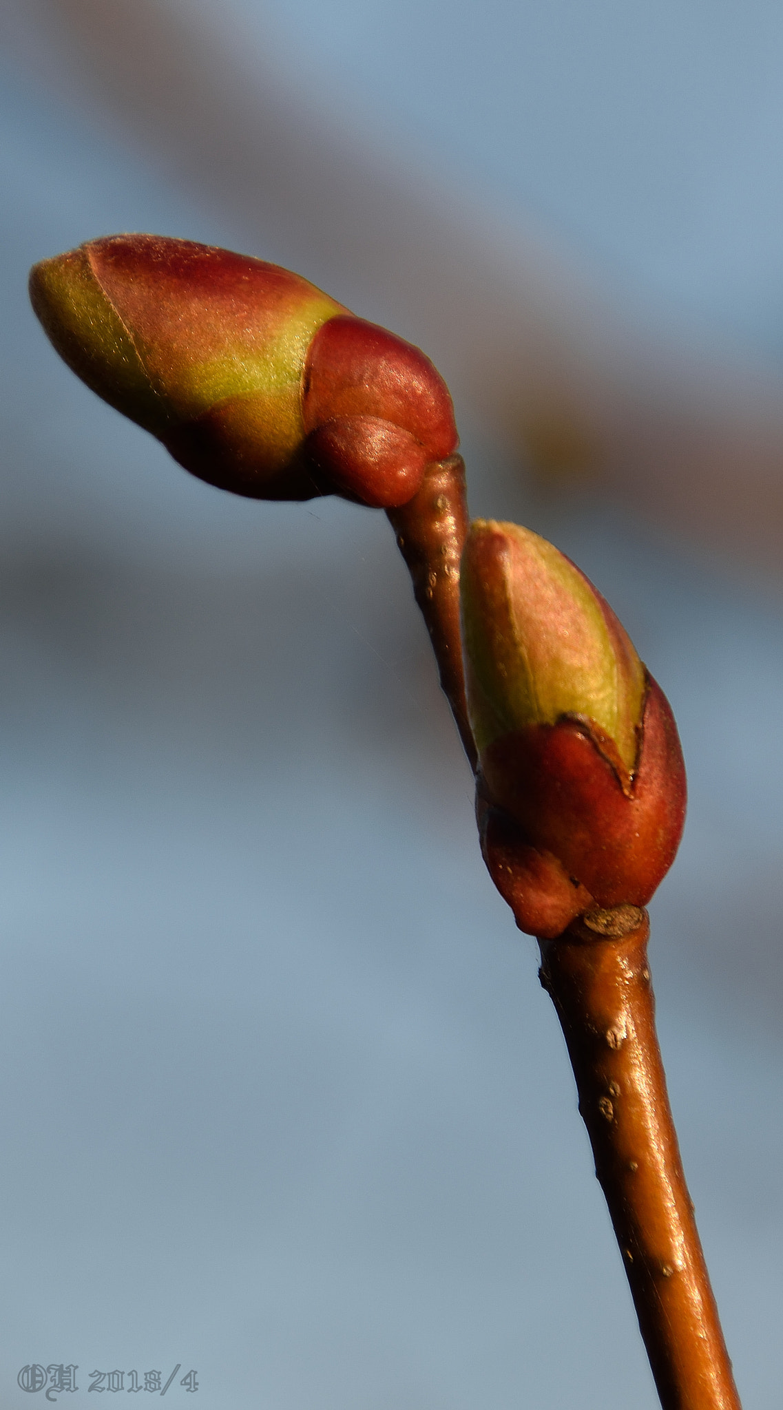 Nikon D5500 sample photo. Iso 100 - f/9 - 1/100 sec photography