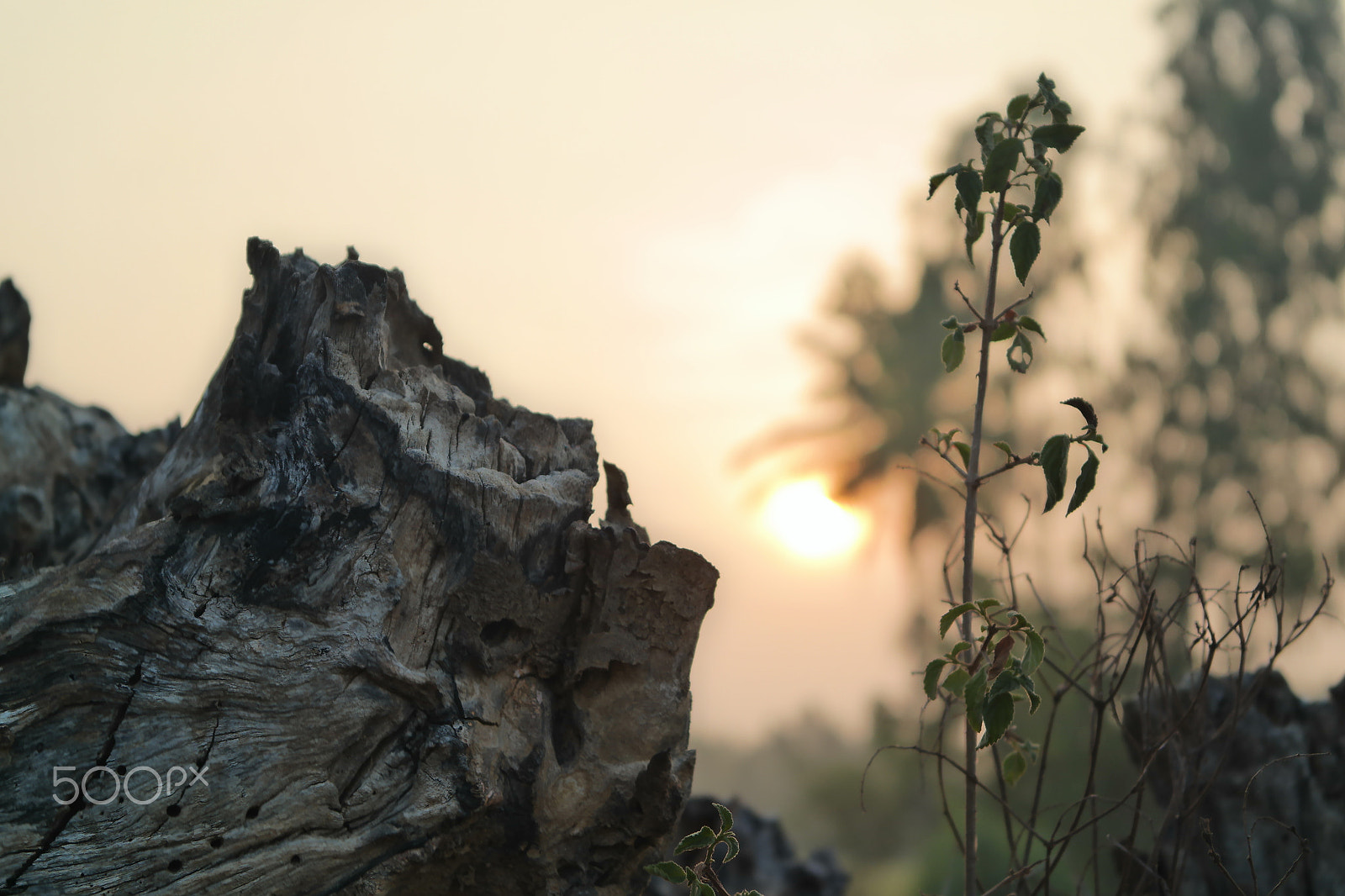 Samsung NX2000 sample photo. Golden morning photography