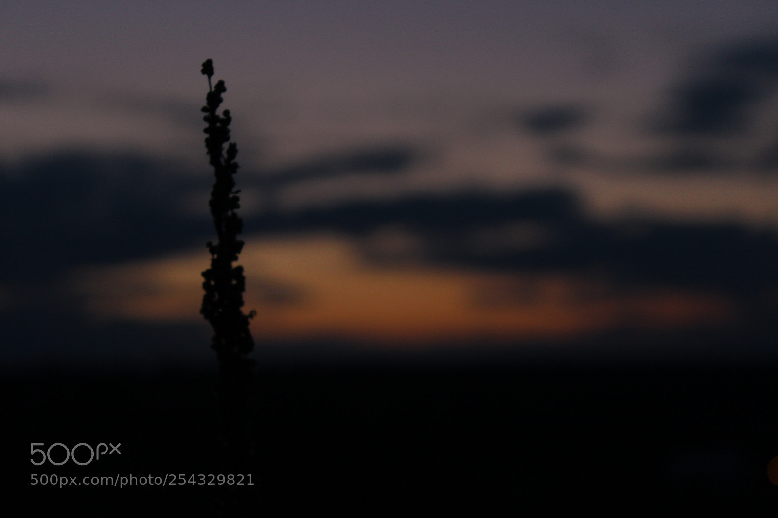Canon EOS 600D (Rebel EOS T3i / EOS Kiss X5) sample photo. The plant at sunset photography