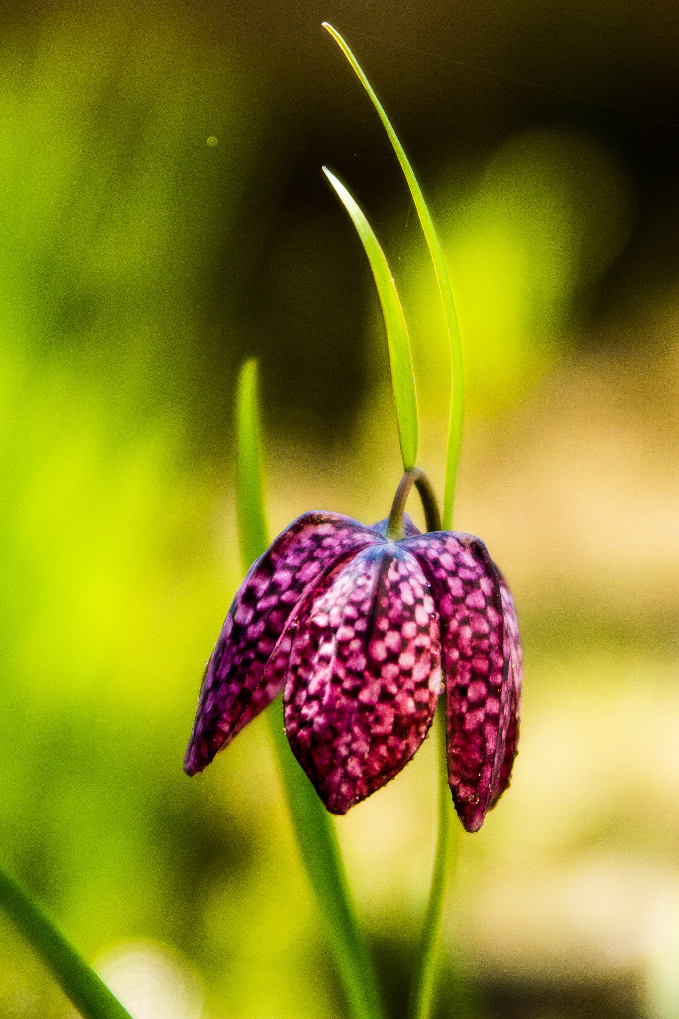 Nikon 1 J3 sample photo. Szachownica 19.4.2018 photography