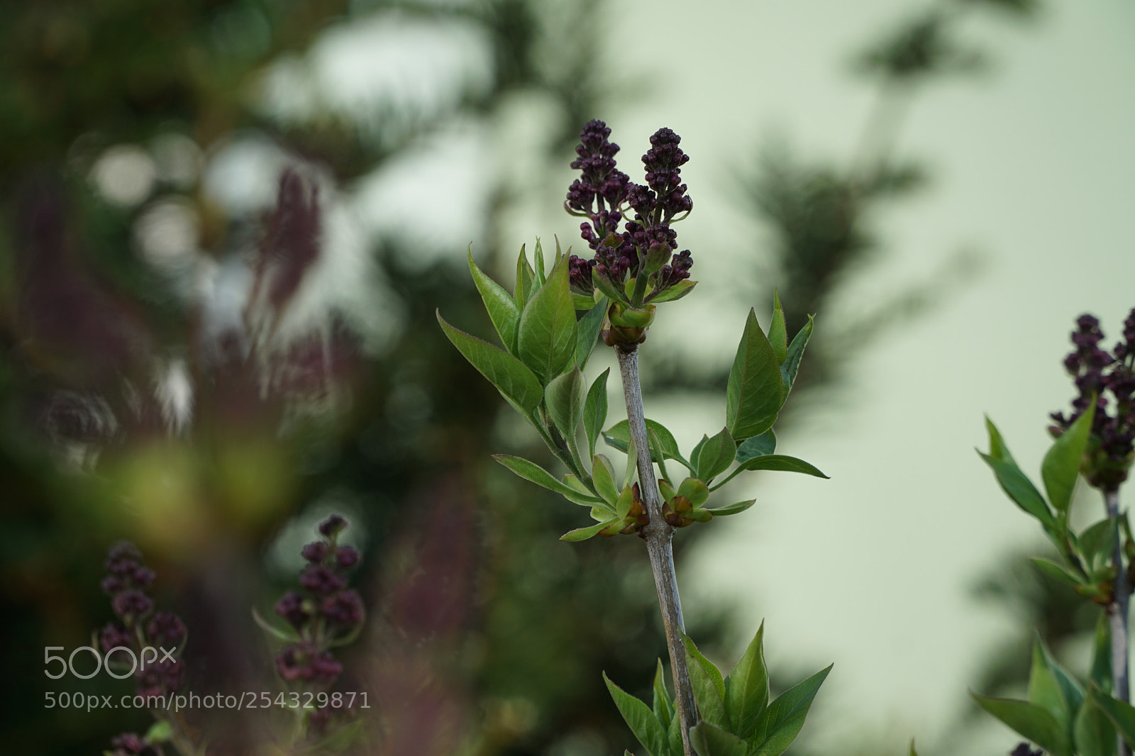 Sony a5100 sample photo. Dsc photography