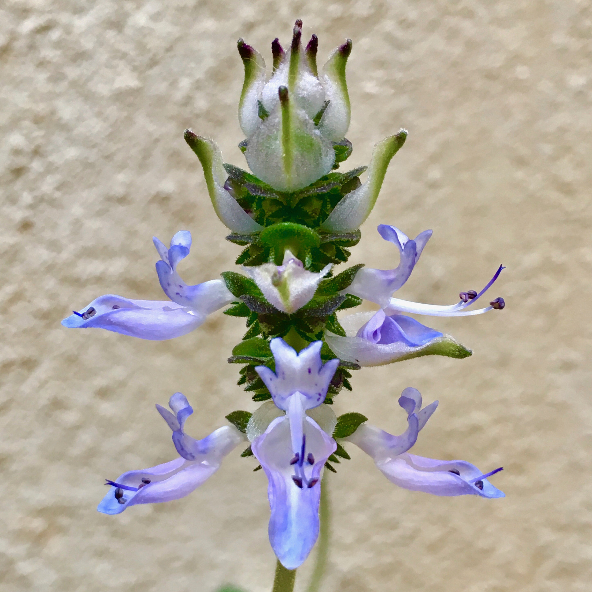 Apple iPad Pro sample photo