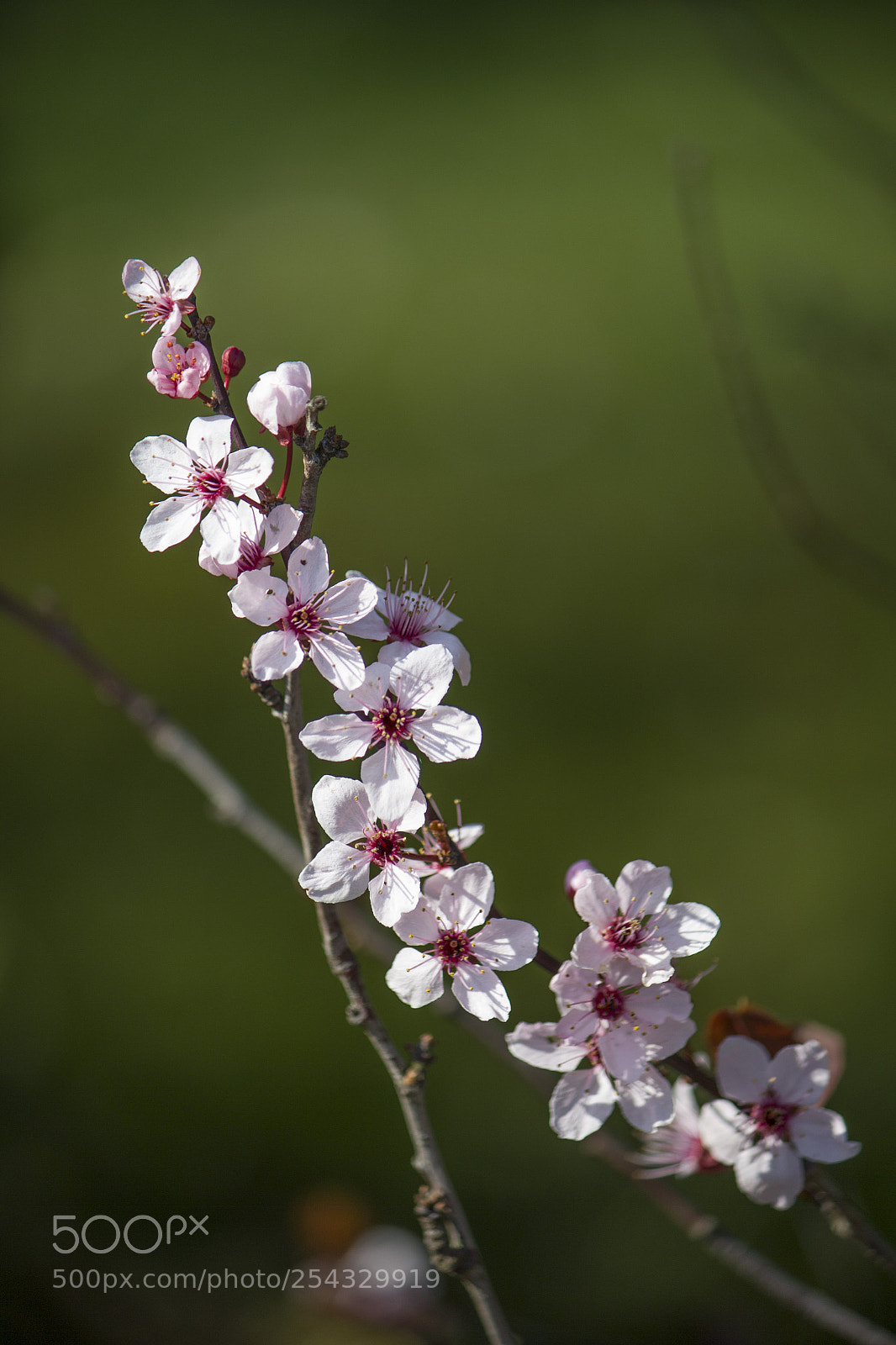 Canon EOS 600D (Rebel EOS T3i / EOS Kiss X5) sample photo. Spring photography