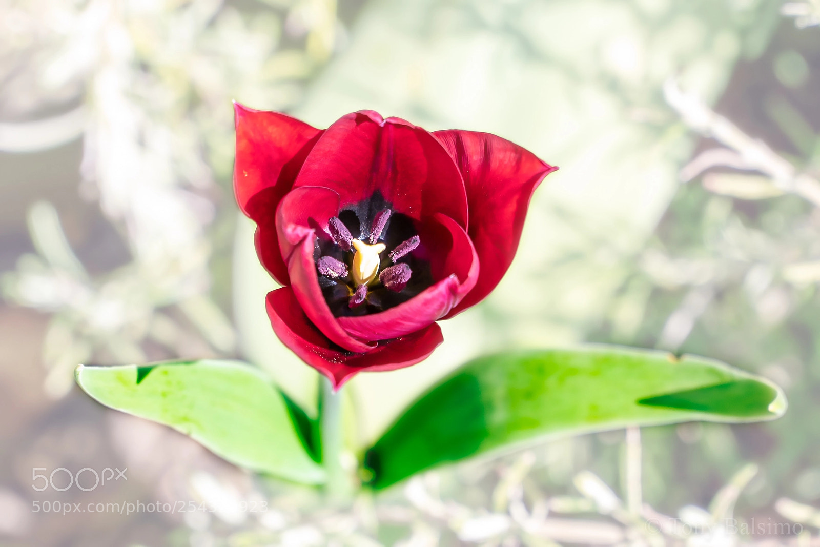 Sony a6300 sample photo. Red flower haze photography