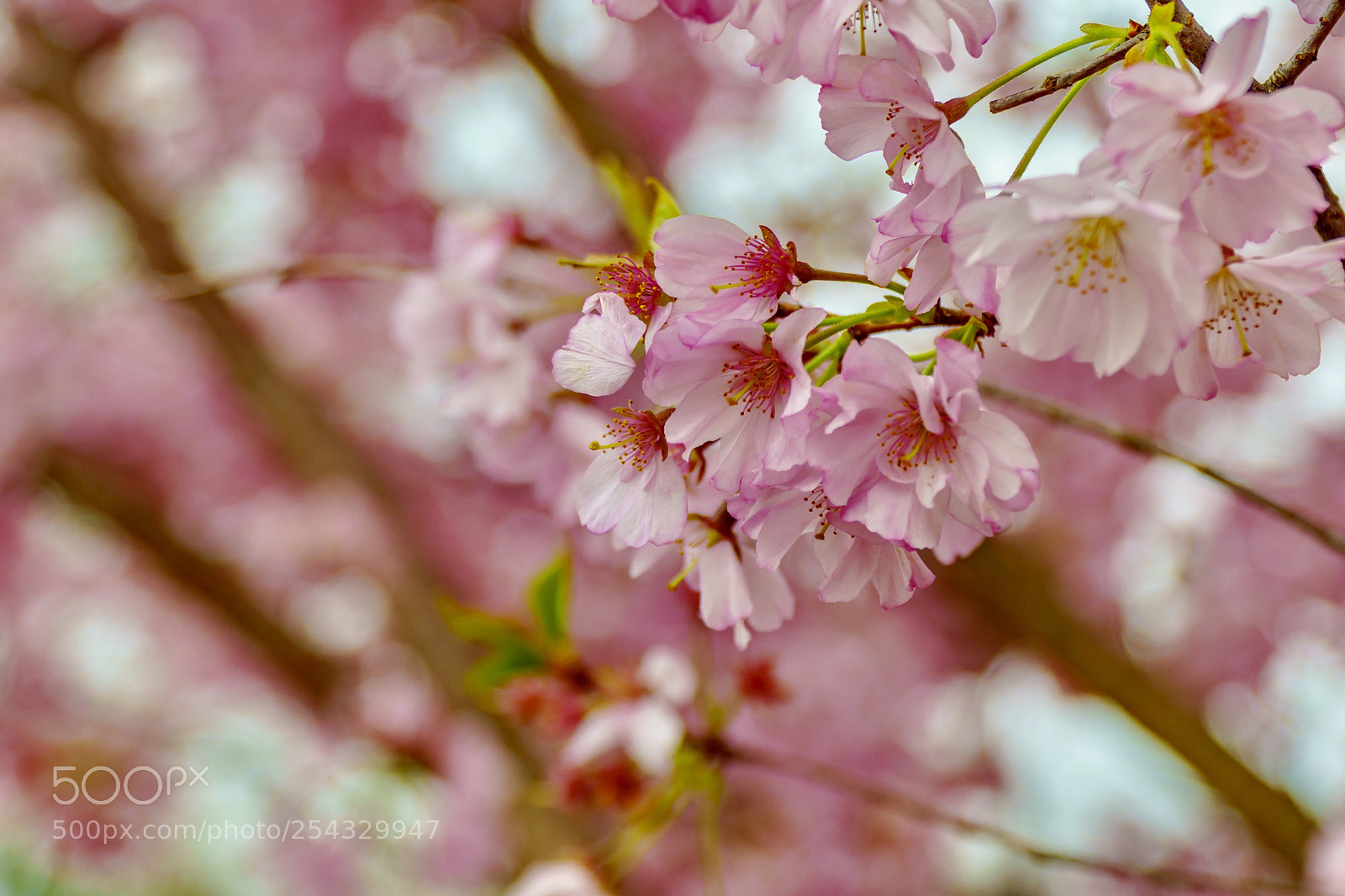 Sony a6300 sample photo. 2018 blossoms photography