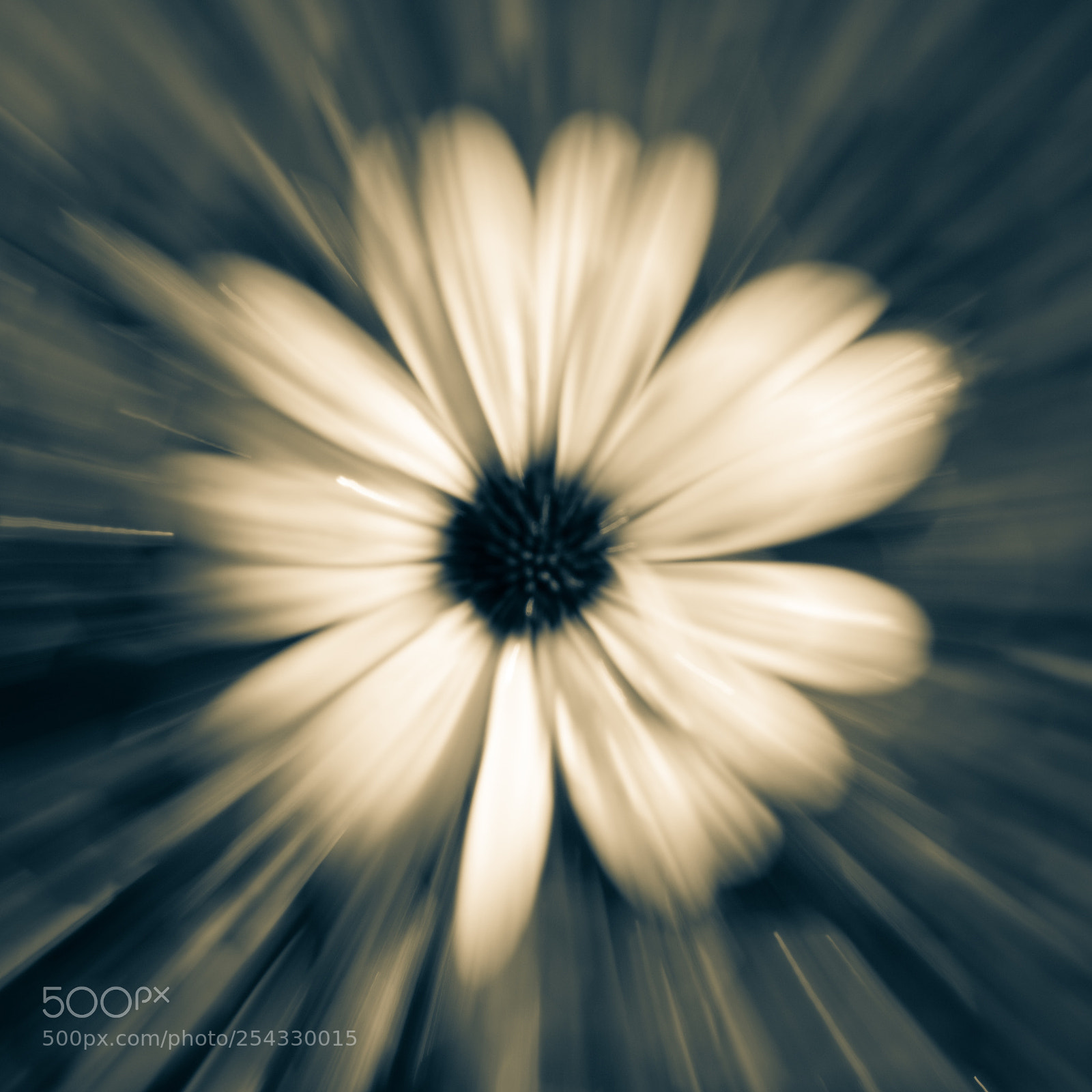 Canon EOS 70D sample photo. Blurred flower photography
