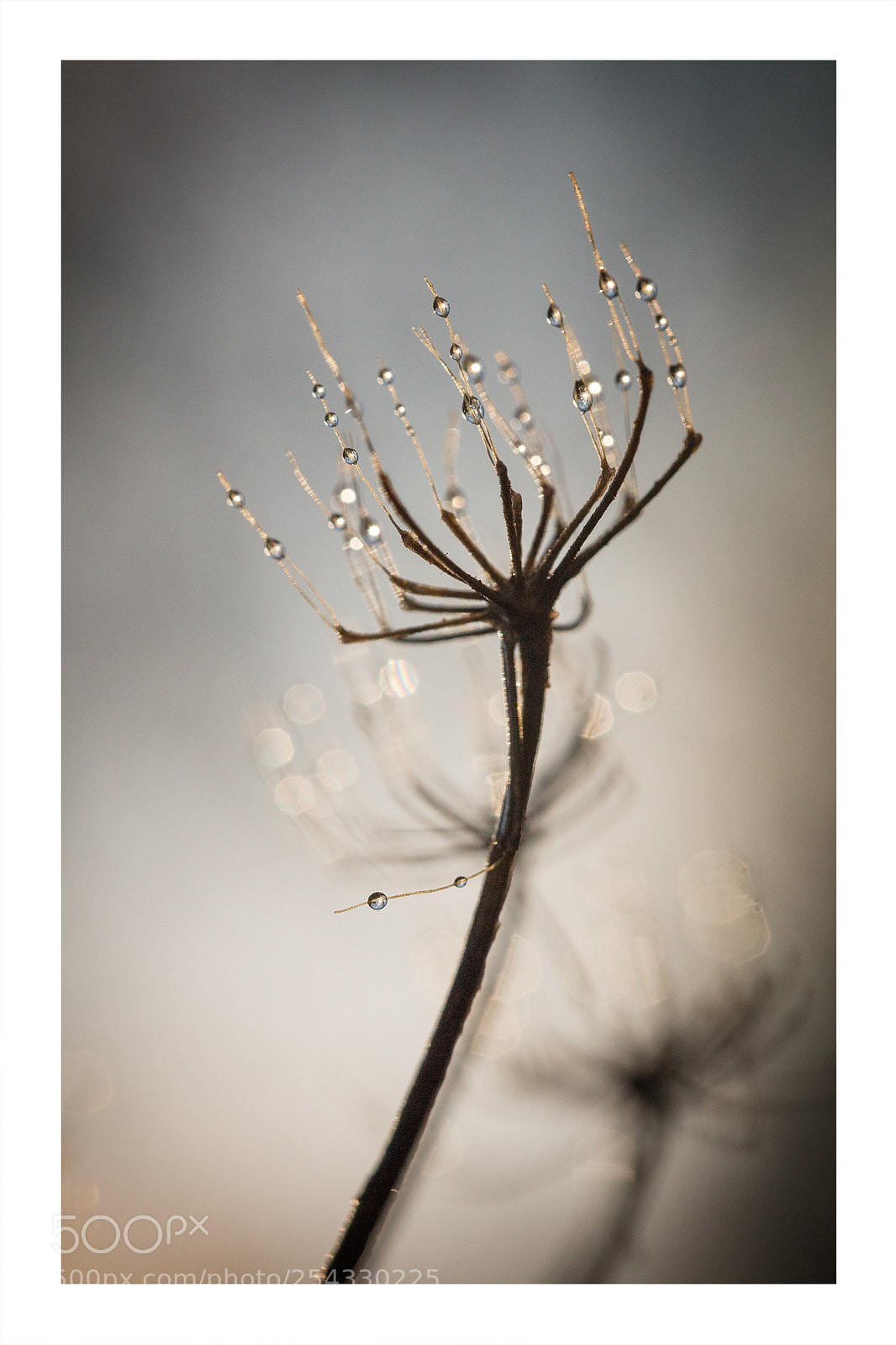 Canon EOS 5DS R sample photo. The morning dew and photography