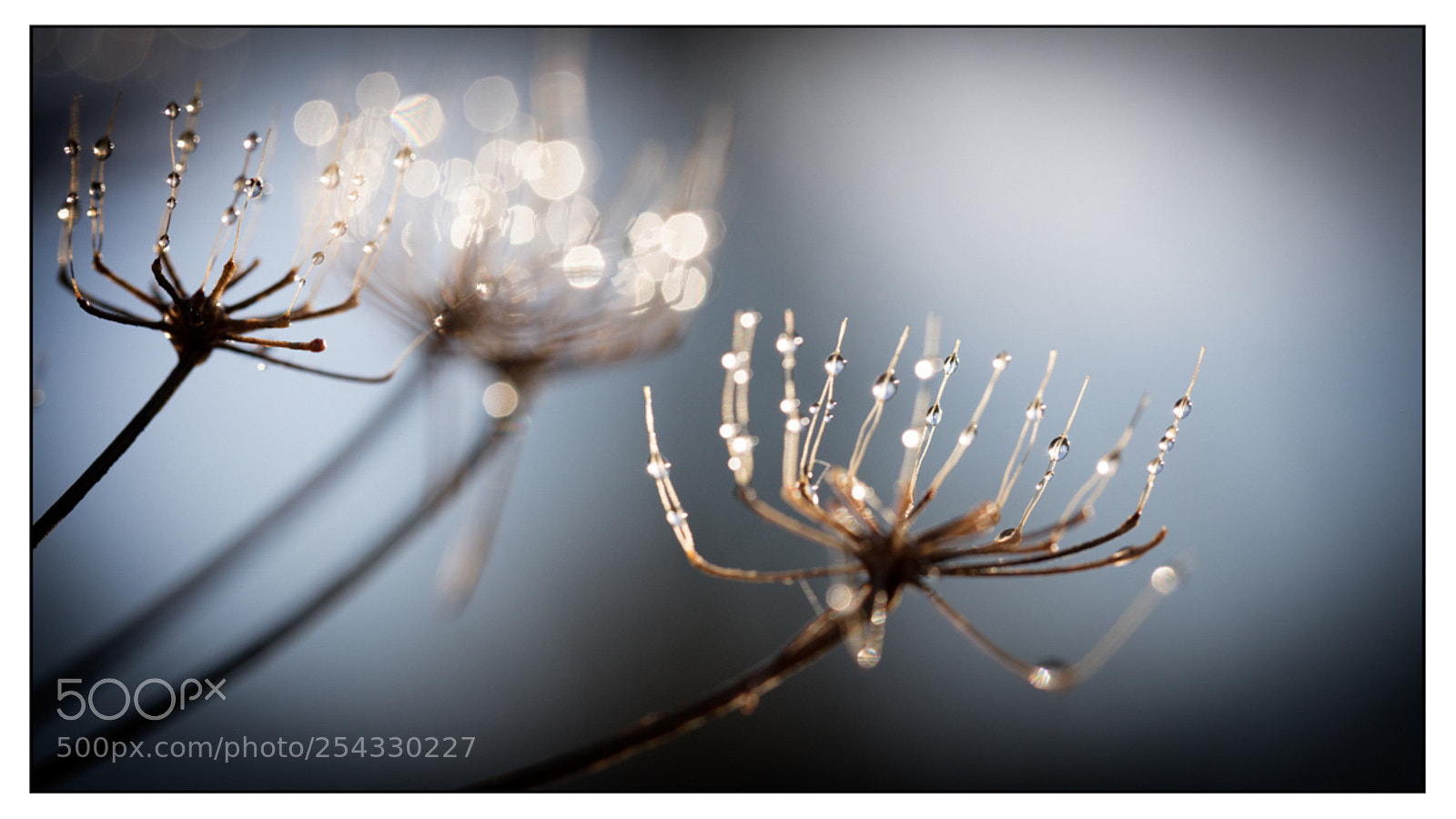Canon EOS 5DS R sample photo. The morning dew and photography