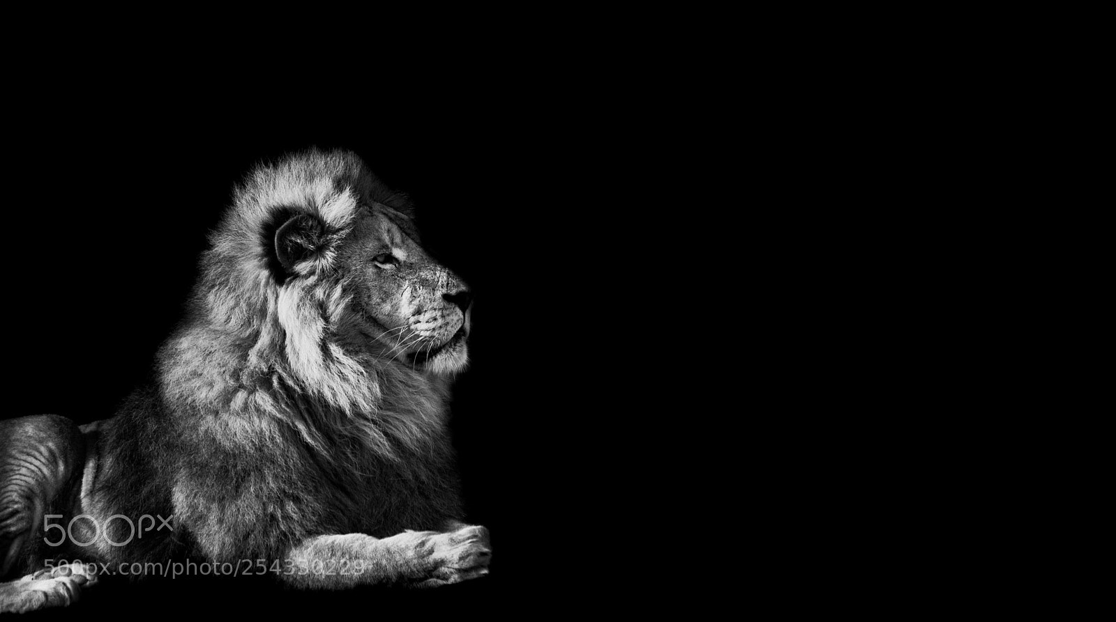 Canon EOS 80D sample photo. Lion king portrait photography