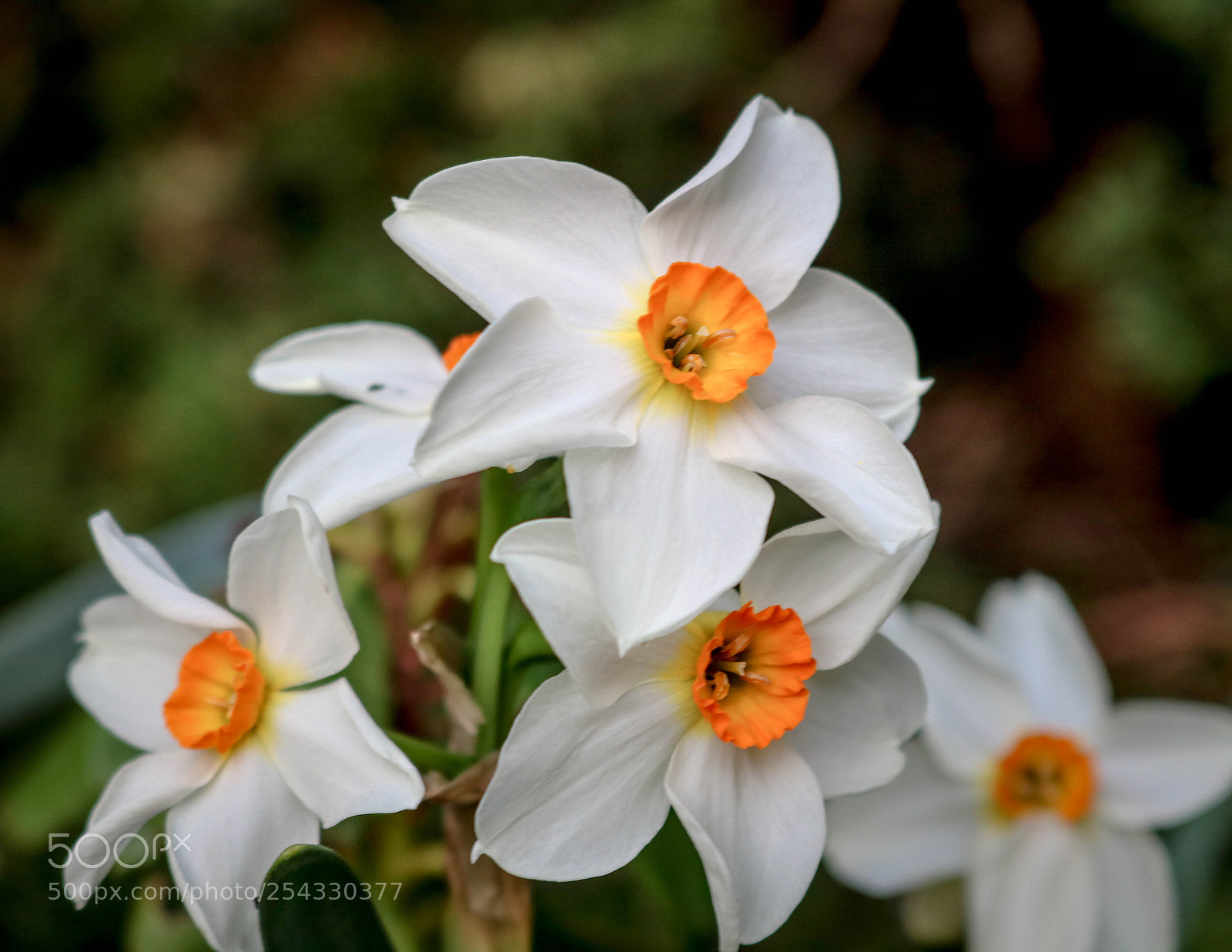 Canon EOS 750D (EOS Rebel T6i / EOS Kiss X8i) sample photo. Frühling... photography
