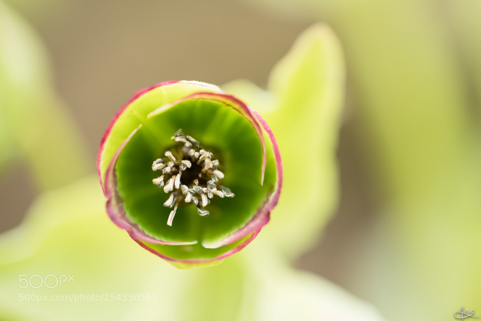 Canon EOS 6D Mark II sample photo. The eye photography